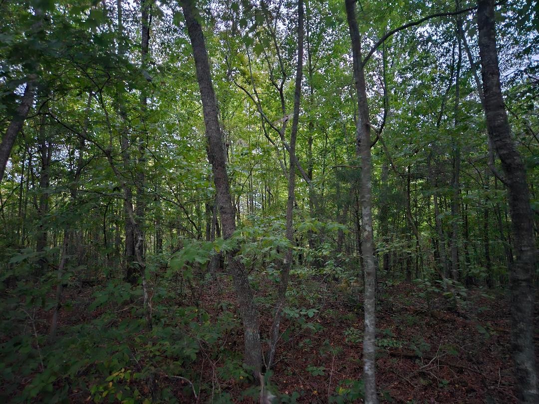 0 Sandy Road Property Photo 7