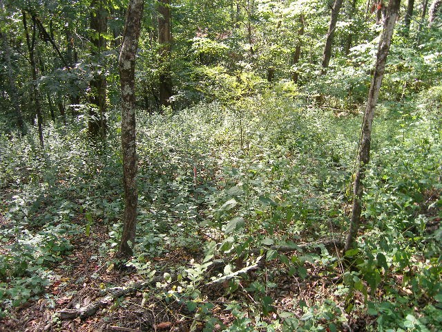 0 Sugar Ridge Property Photo 26