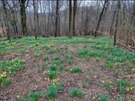 0 Sugar Ridge Property Photo 31