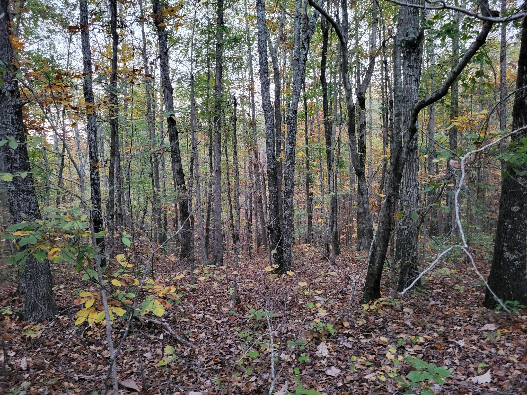 1 Peachwood Lane Property Photo 5