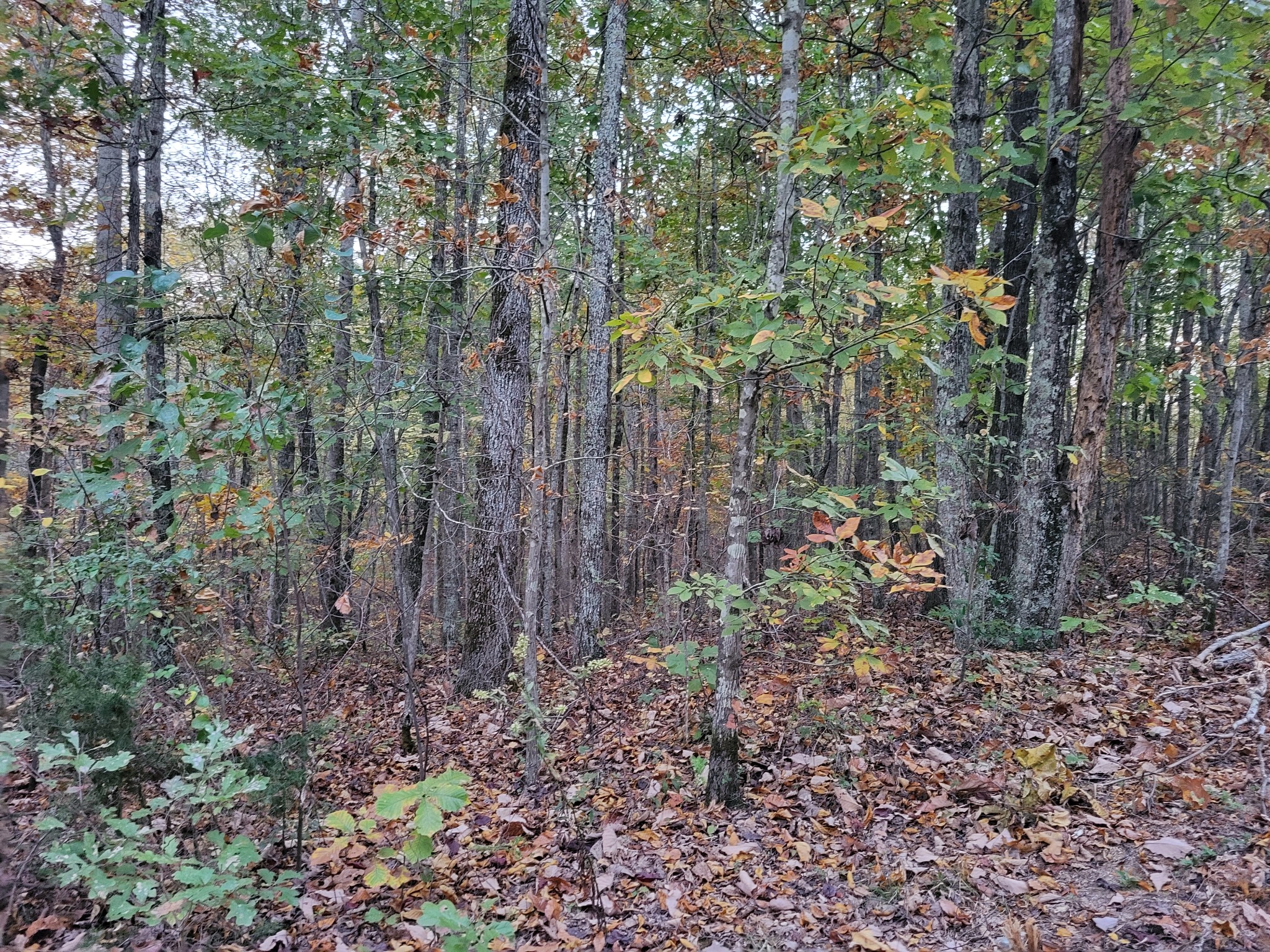 1 Peachwood Lane Property Photo 6