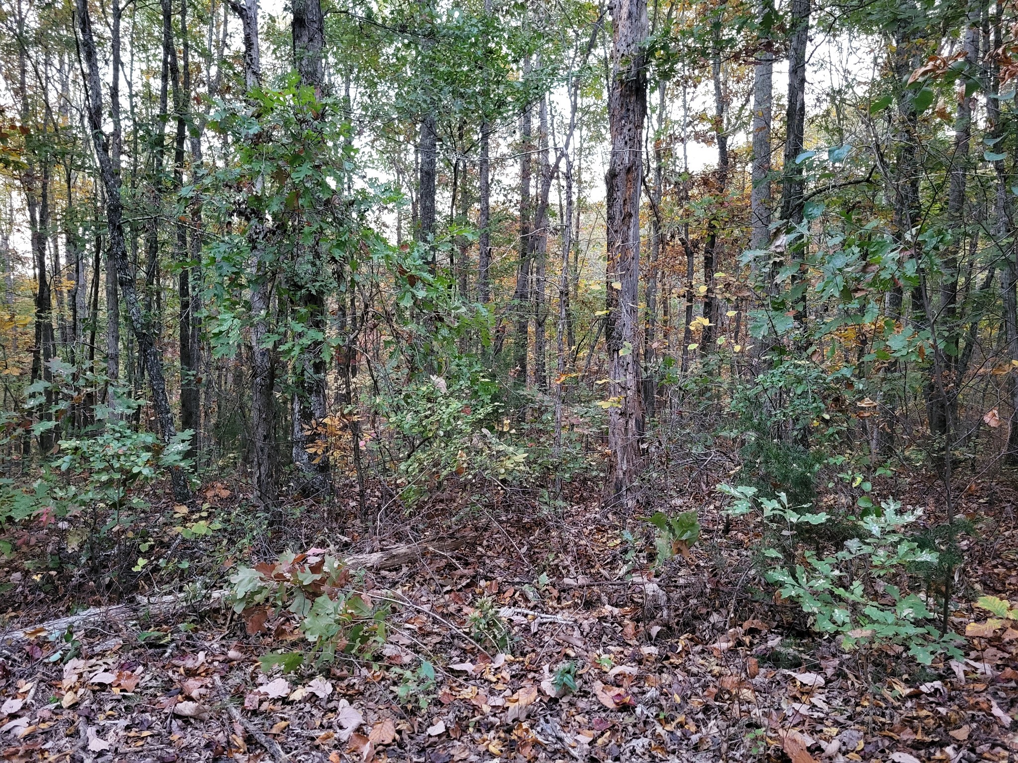 2 Peachwood Ln Property Photo 5