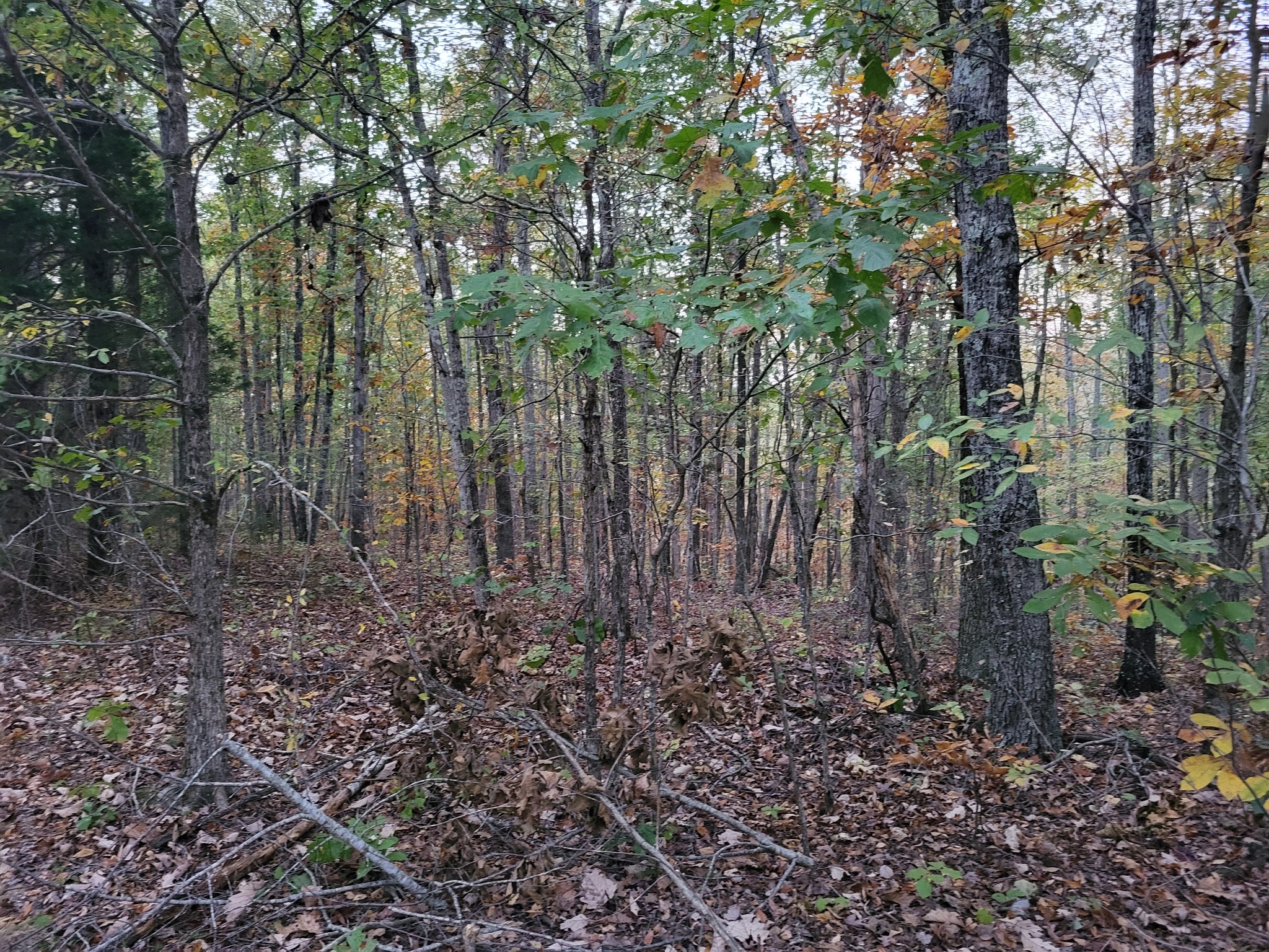 2 Peachwood Ln Property Photo 8