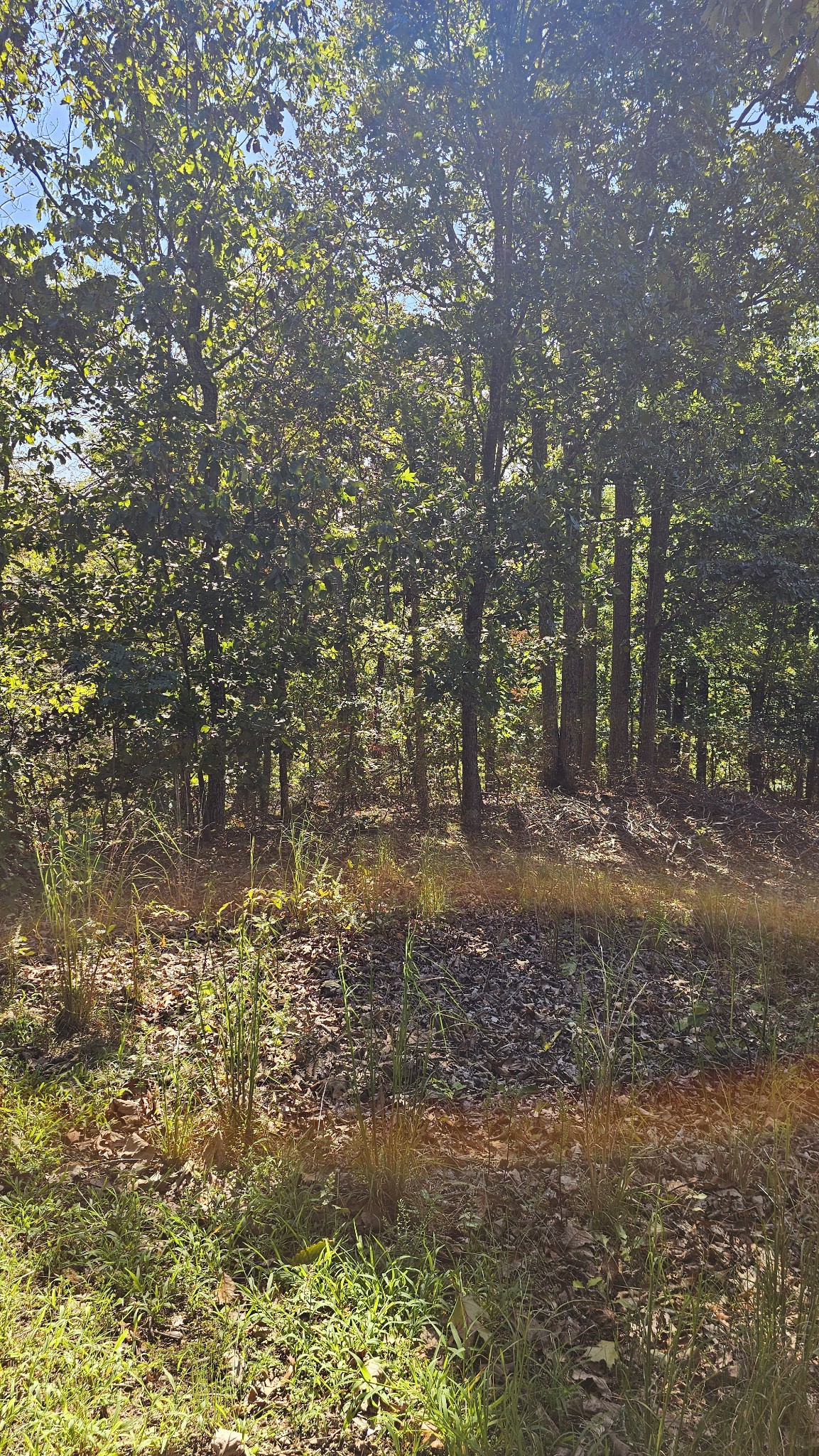 0 Big Richland Drive Property Photo 5