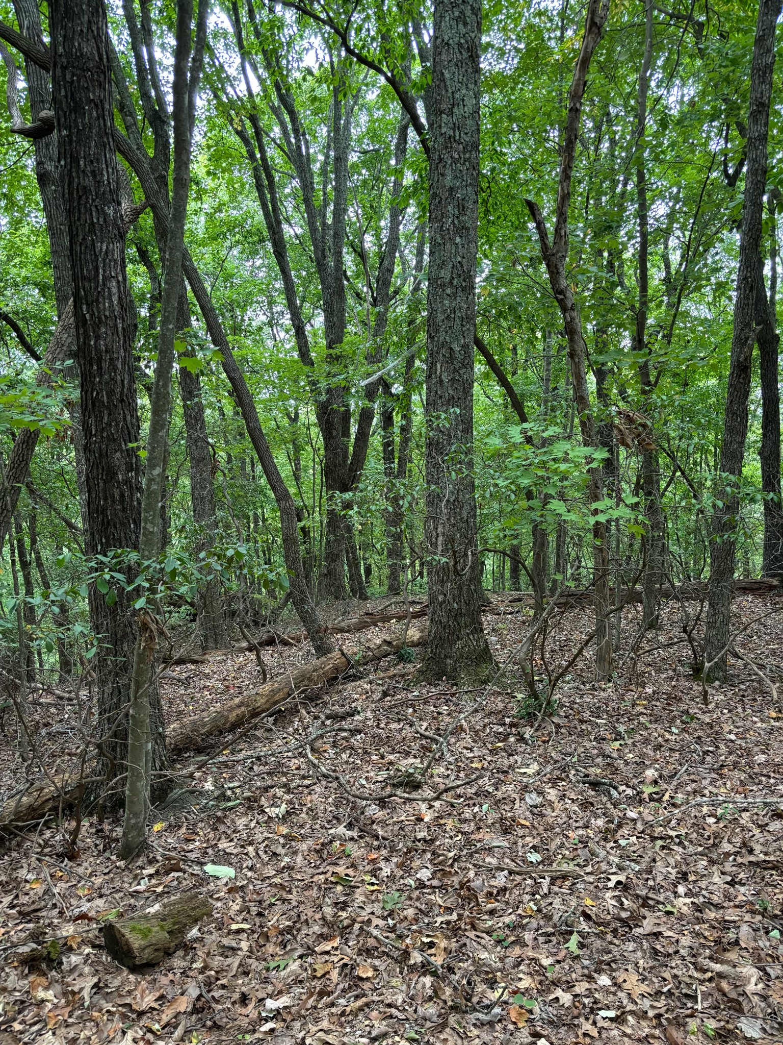 17 Trentwood Ct Property Photo 2
