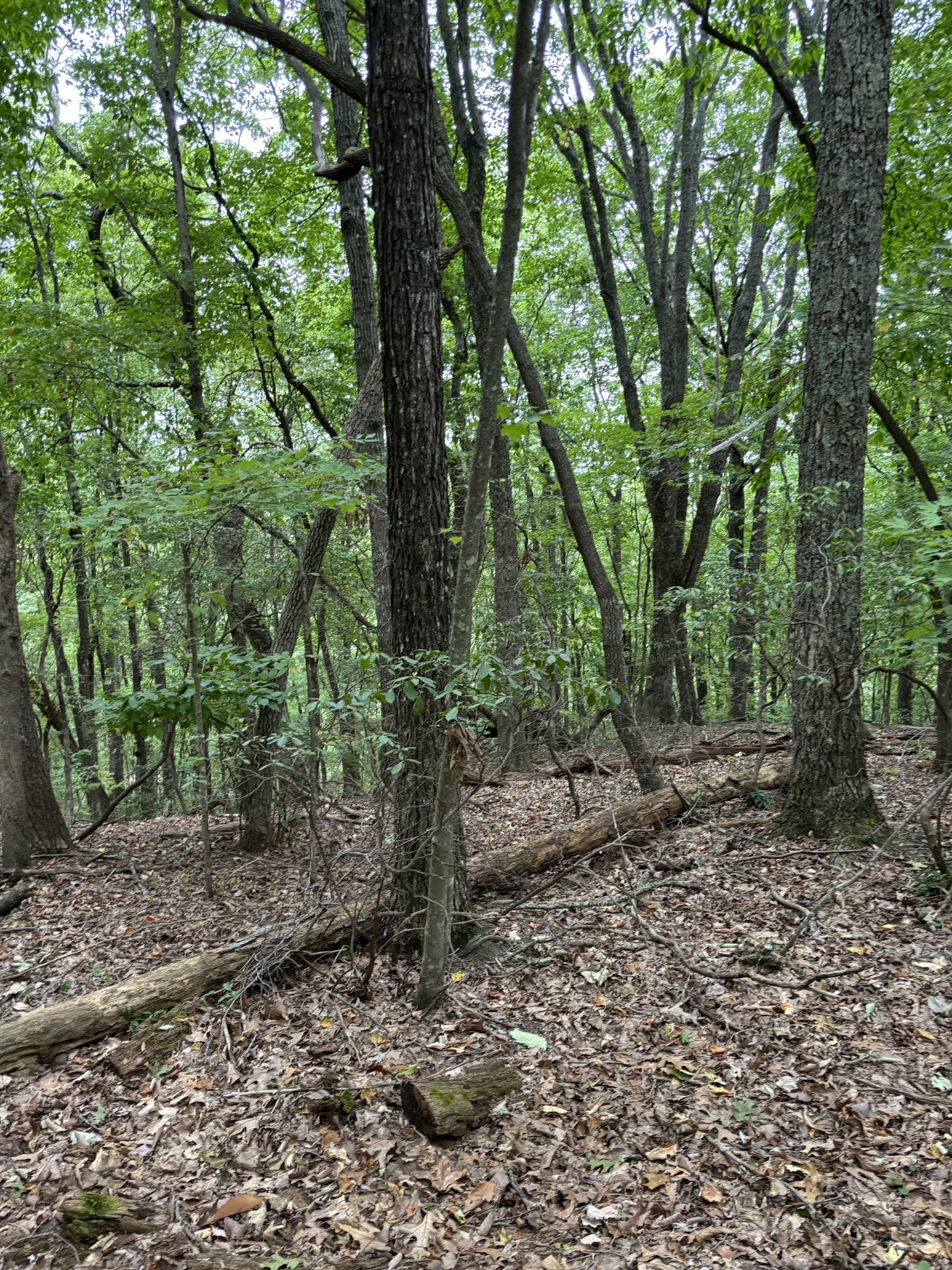 17 Trentwood Ct Property Photo 3
