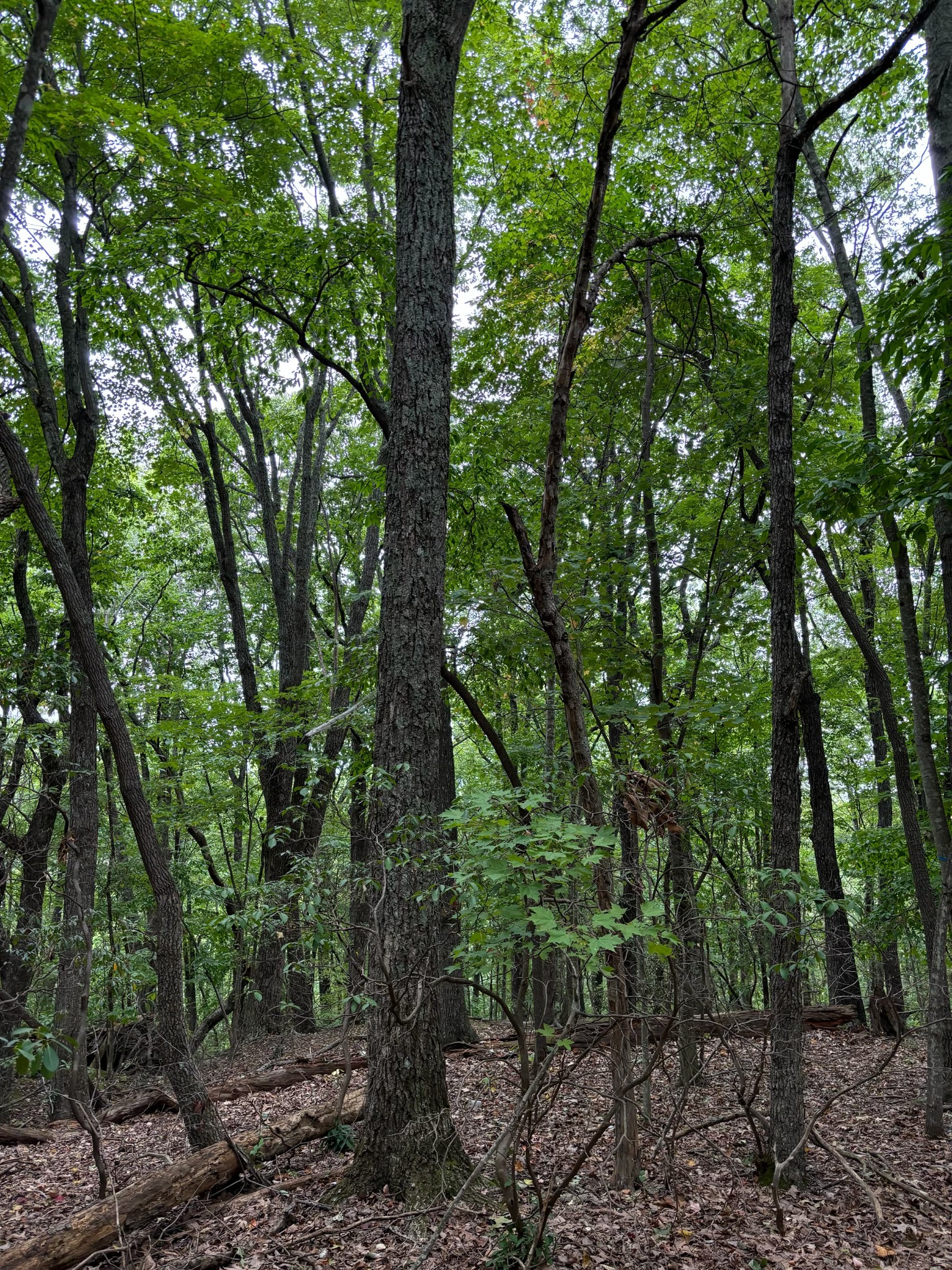 17 Trentwood Ct Property Photo 4