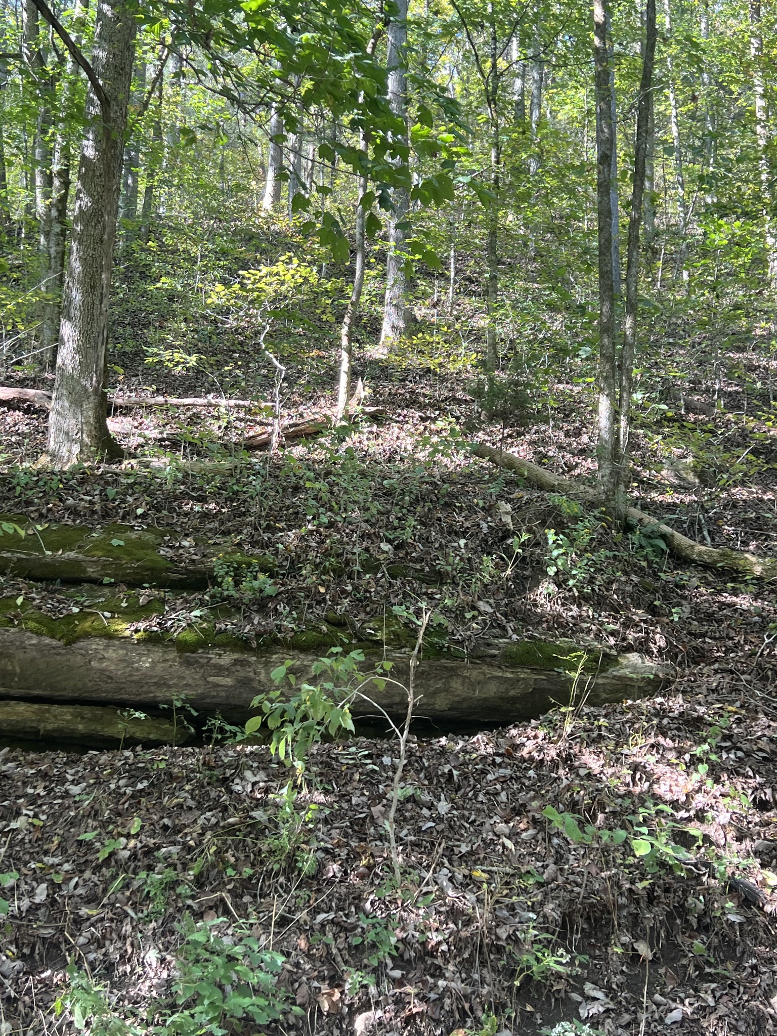 0 Neeley Creek Rd Property Photo 1