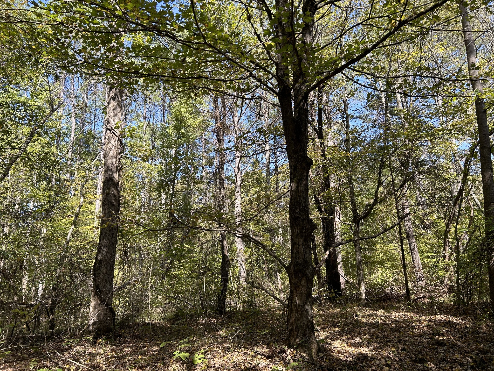 0 Camp Rd Property Photo 1