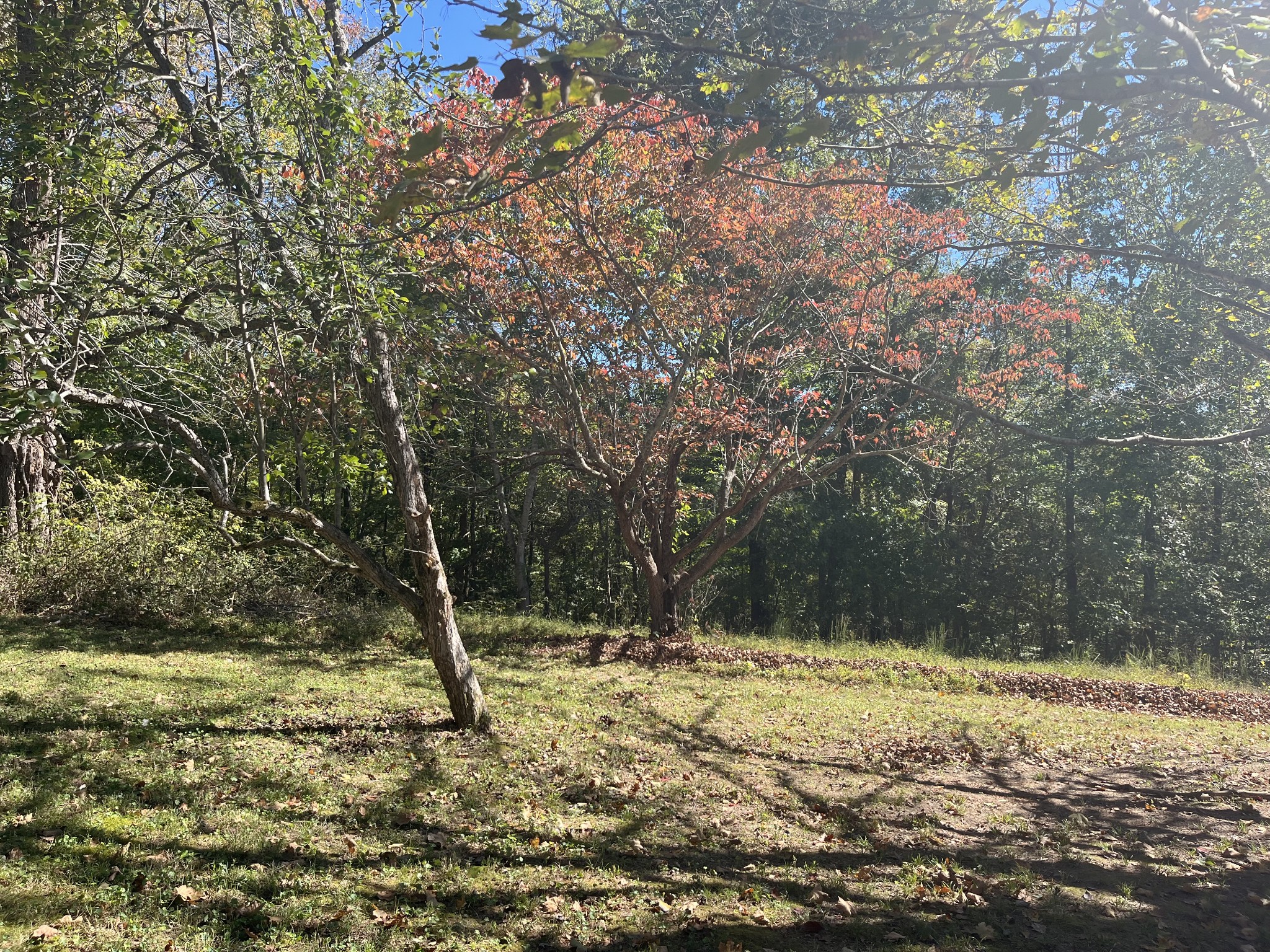 1125 Macon Wall Rd Property Photo 20