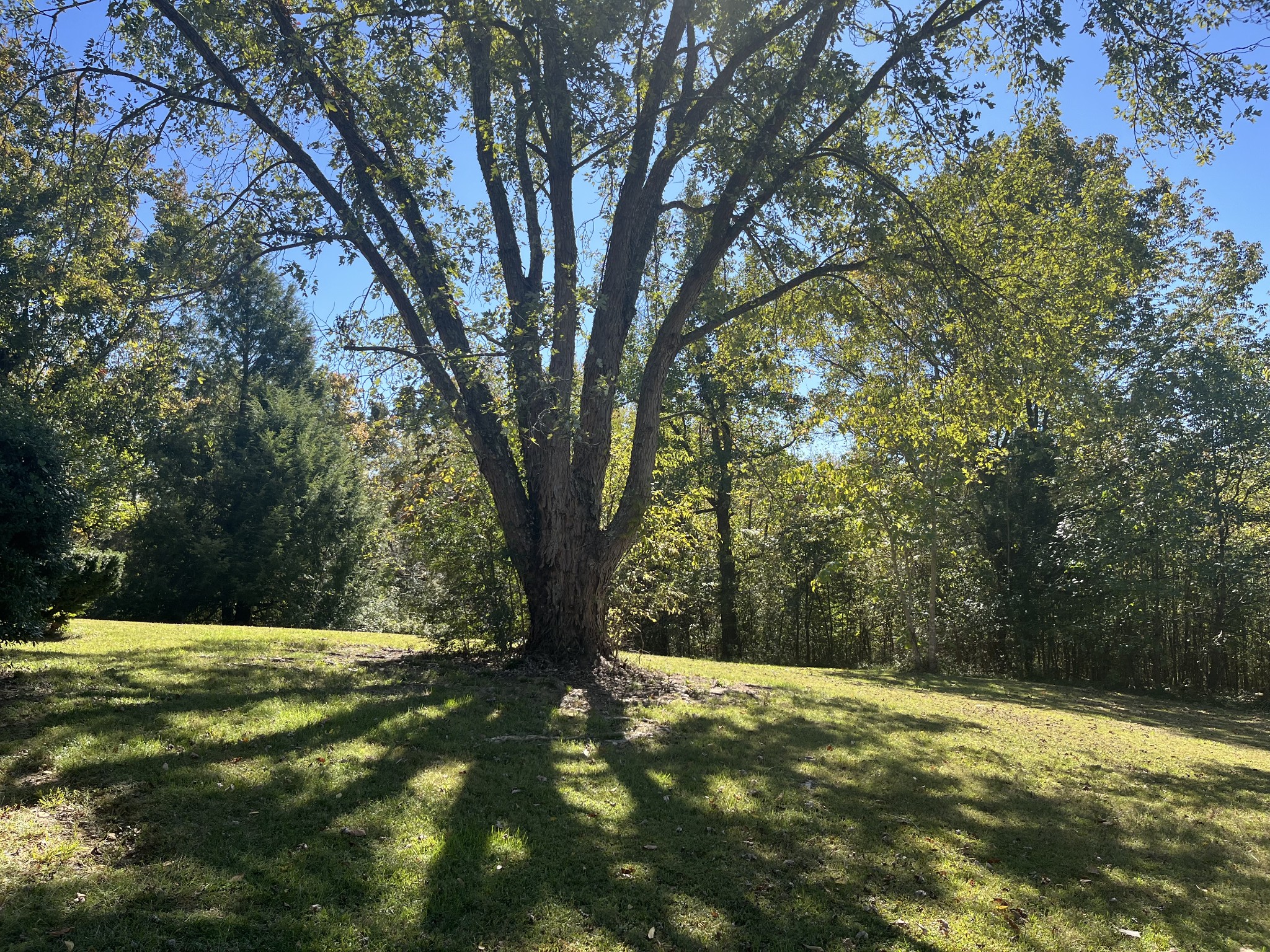 1125 Macon Wall Rd Property Photo 21