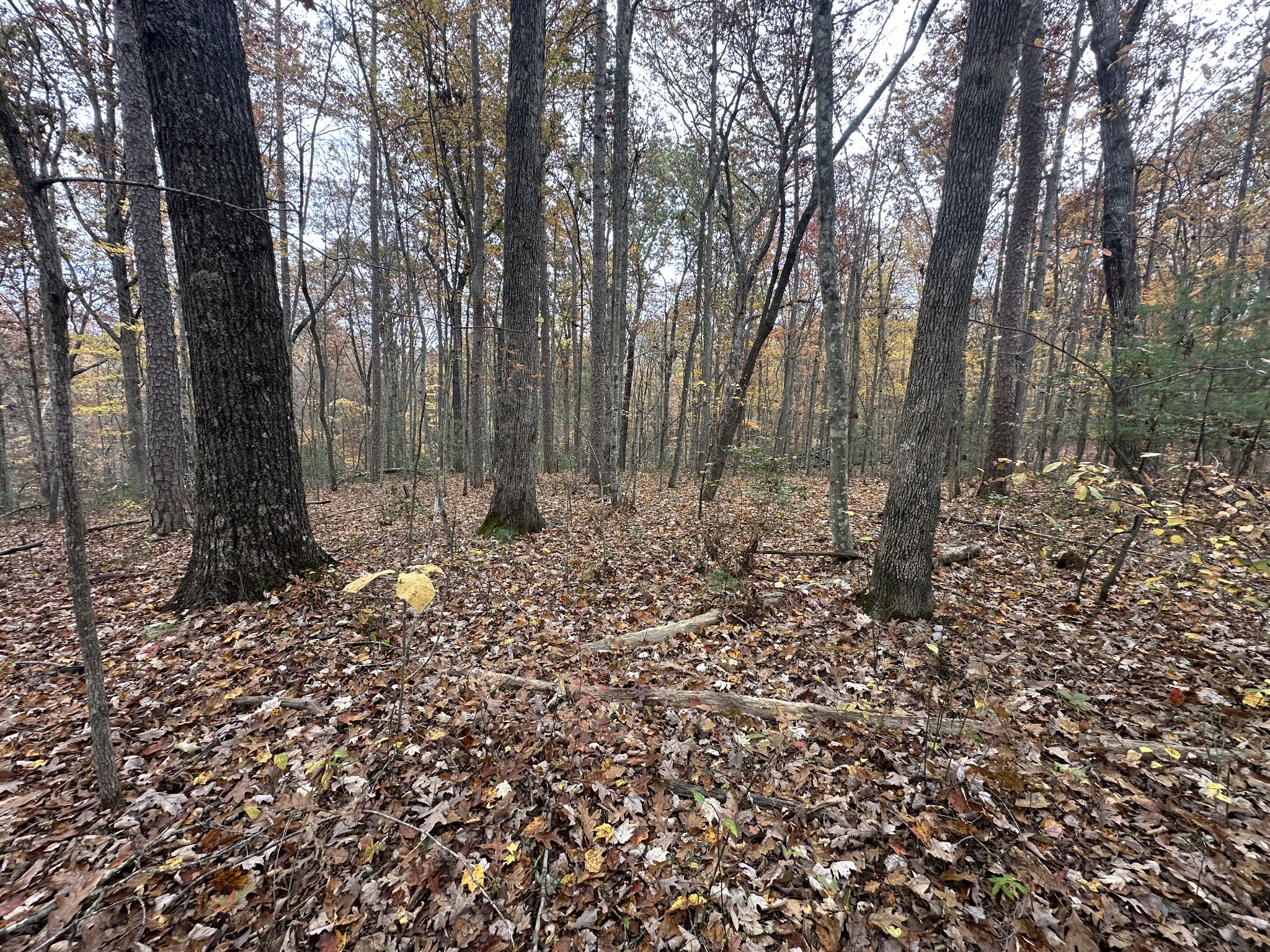 0 Doe Ridge Lane Property Photo 9