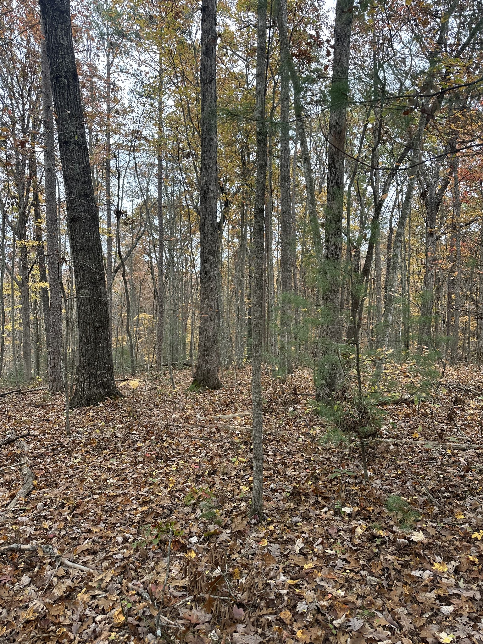 0 Doe Ridge Lane Property Photo 11