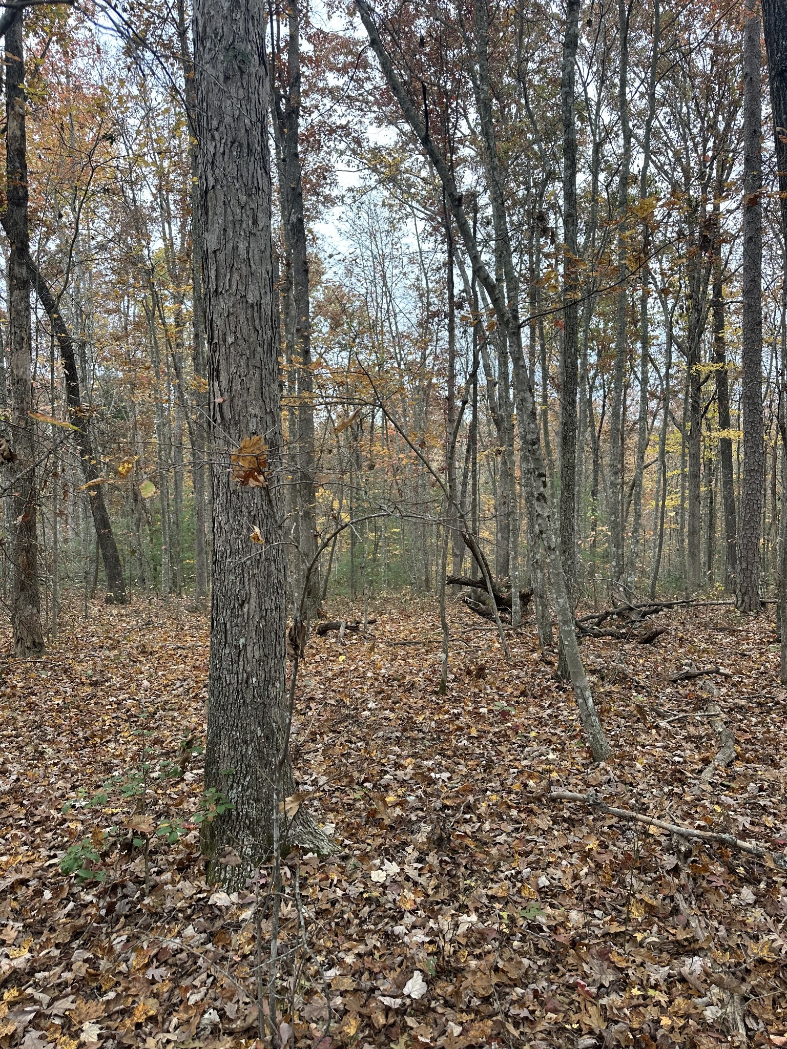 0 Doe Ridge Lane Property Photo 12