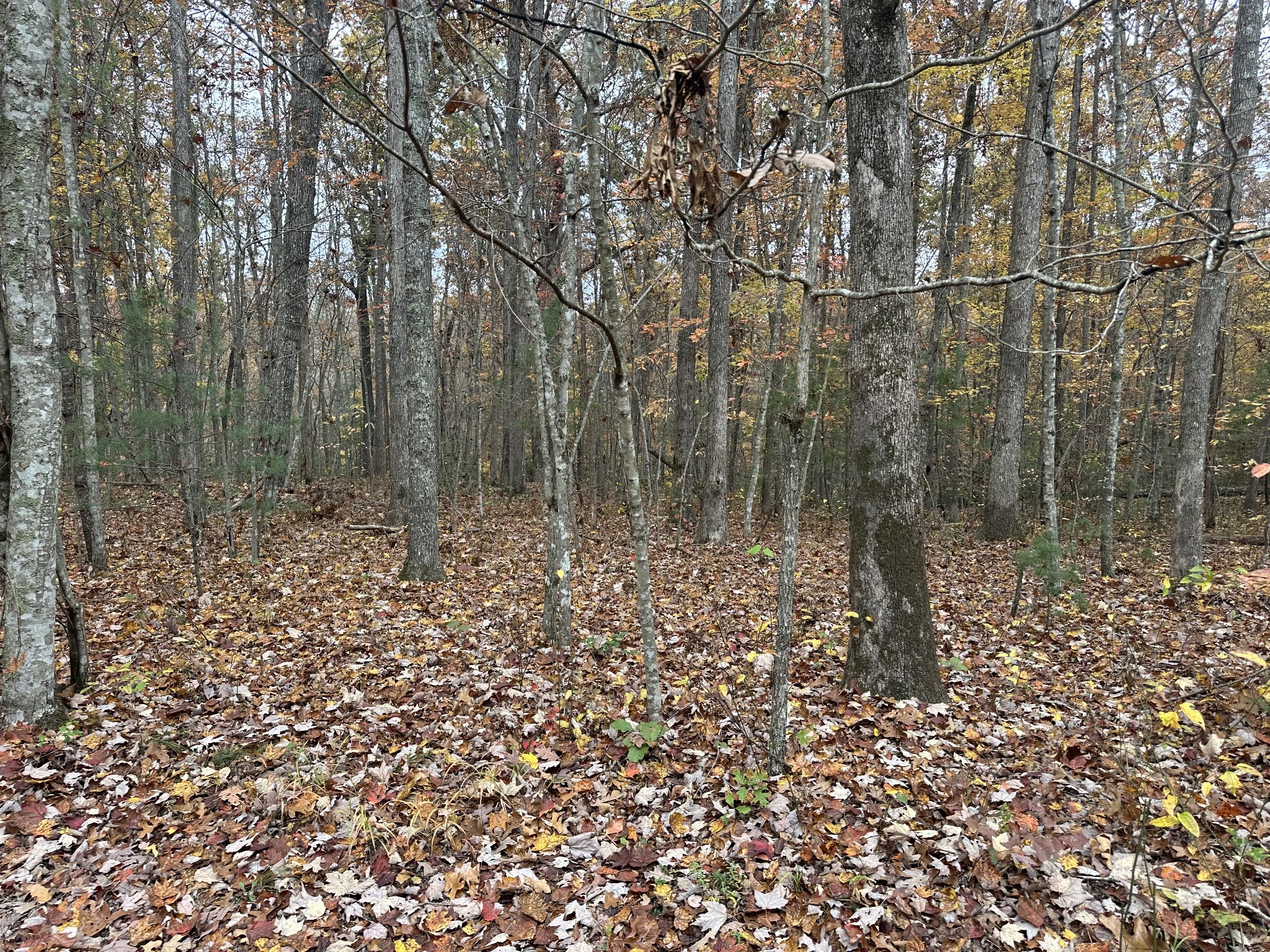 0 Doe Ridge Lane Property Photo 18