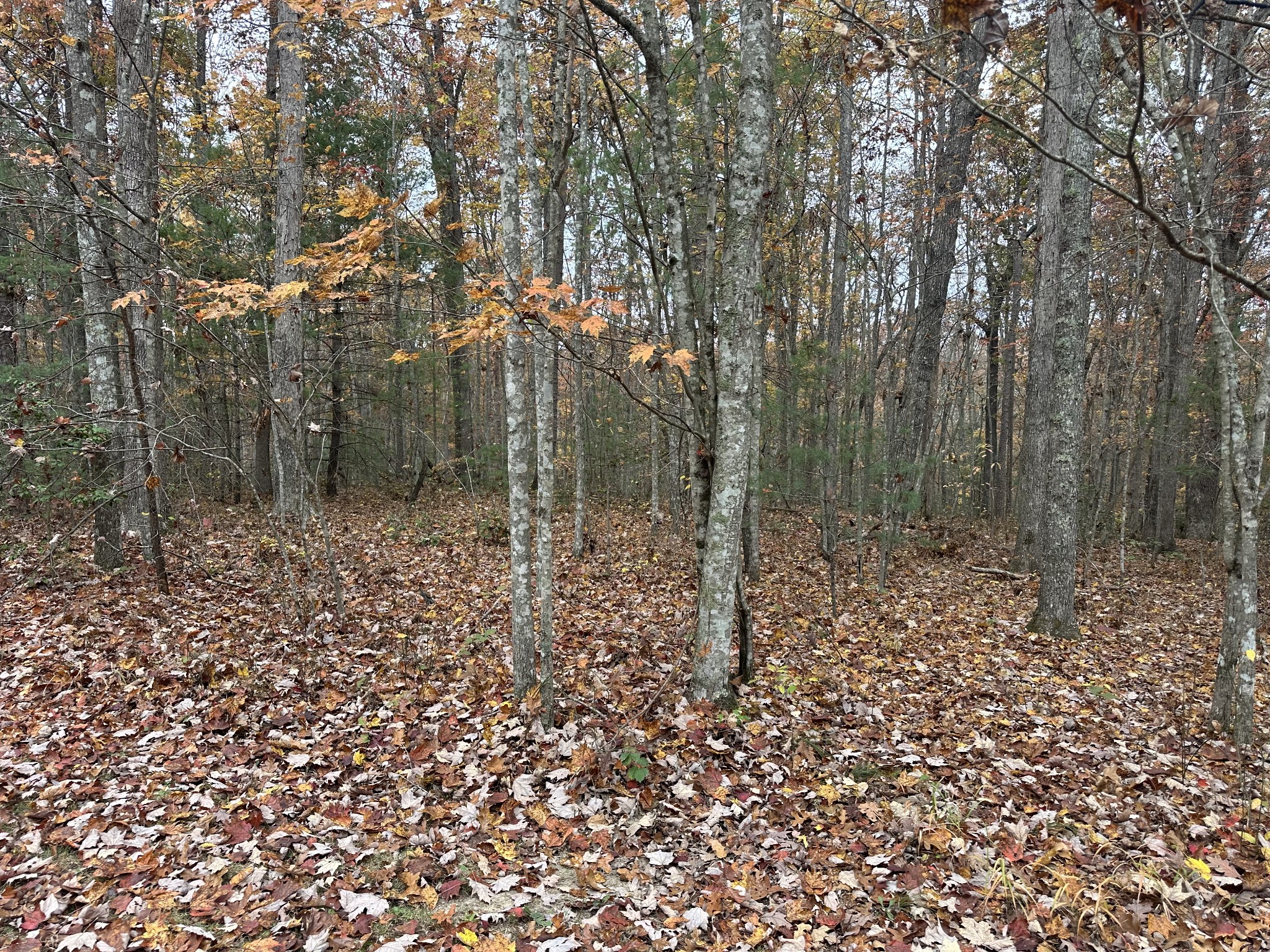 0 Doe Ridge Lane Property Photo 19