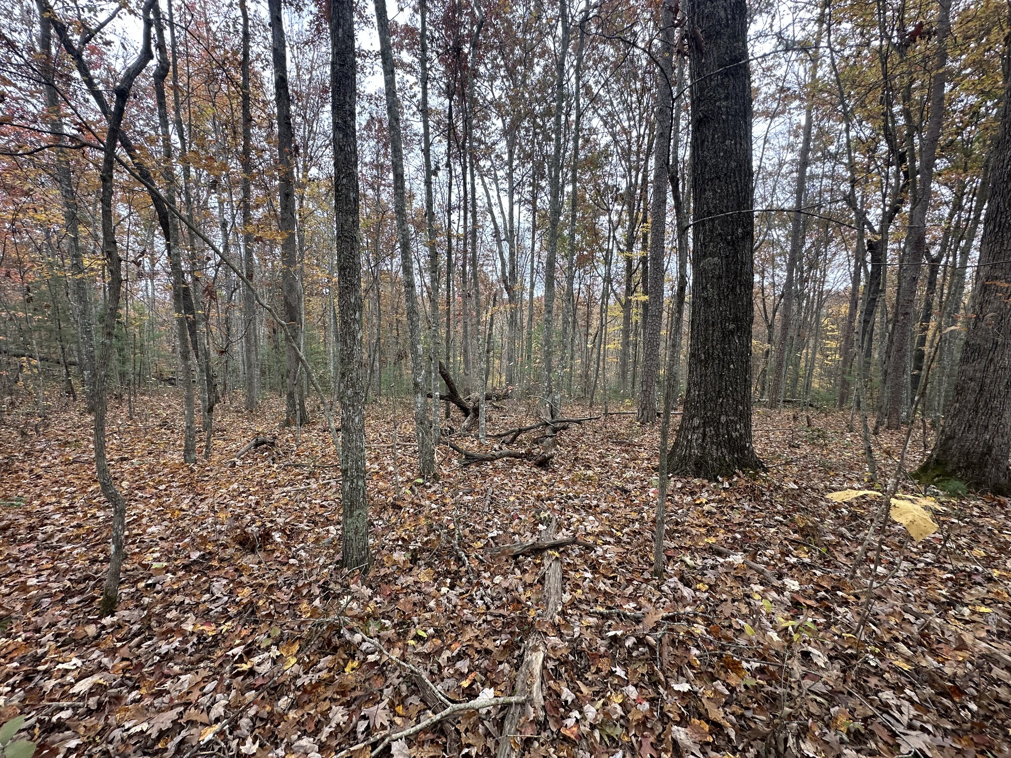 0 Doe Ridge Lane Property Photo 21