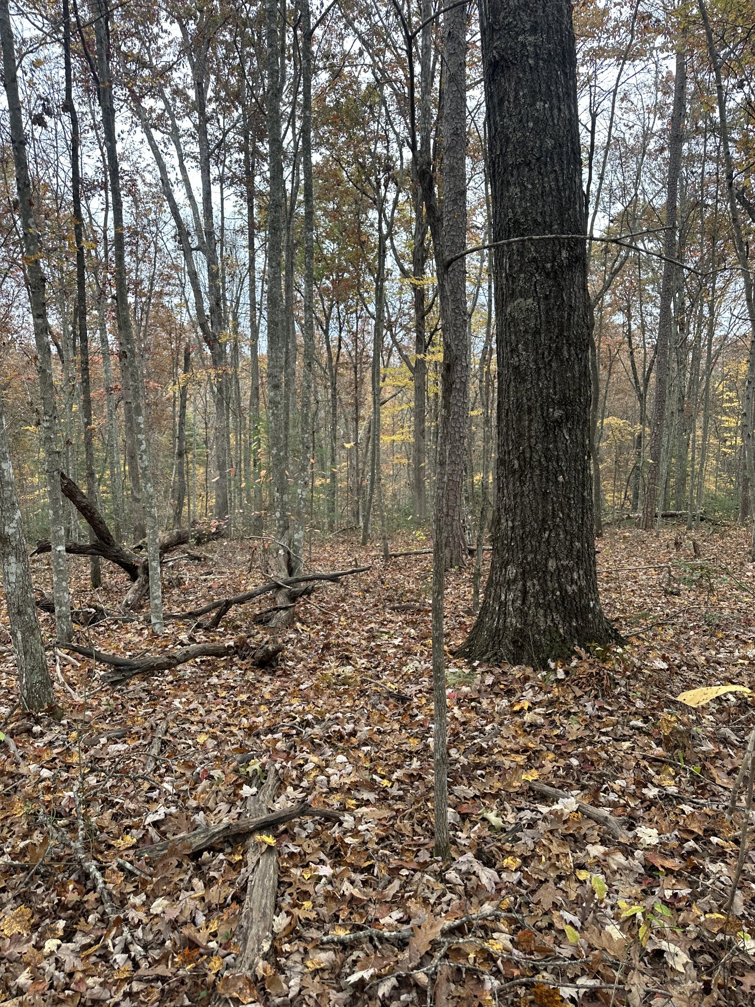 0 Doe Ridge Lane Property Photo 23