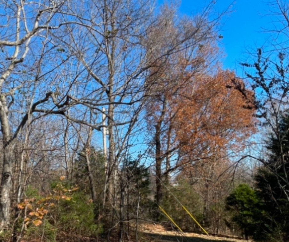 0 Ivy Hollow Property Photo 10