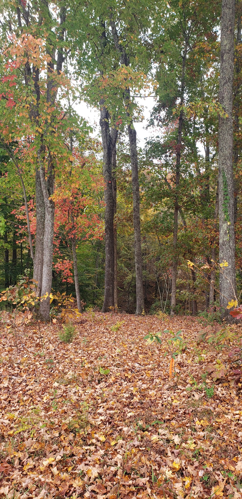 108 Devils Backbone Road Property Photo 4
