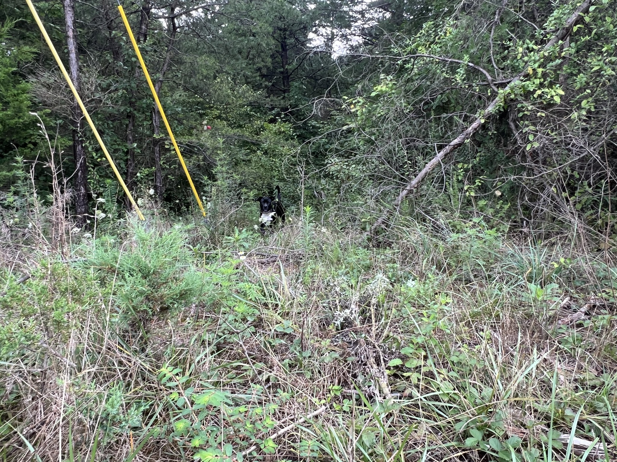 0 Coal Road Property Photo 7