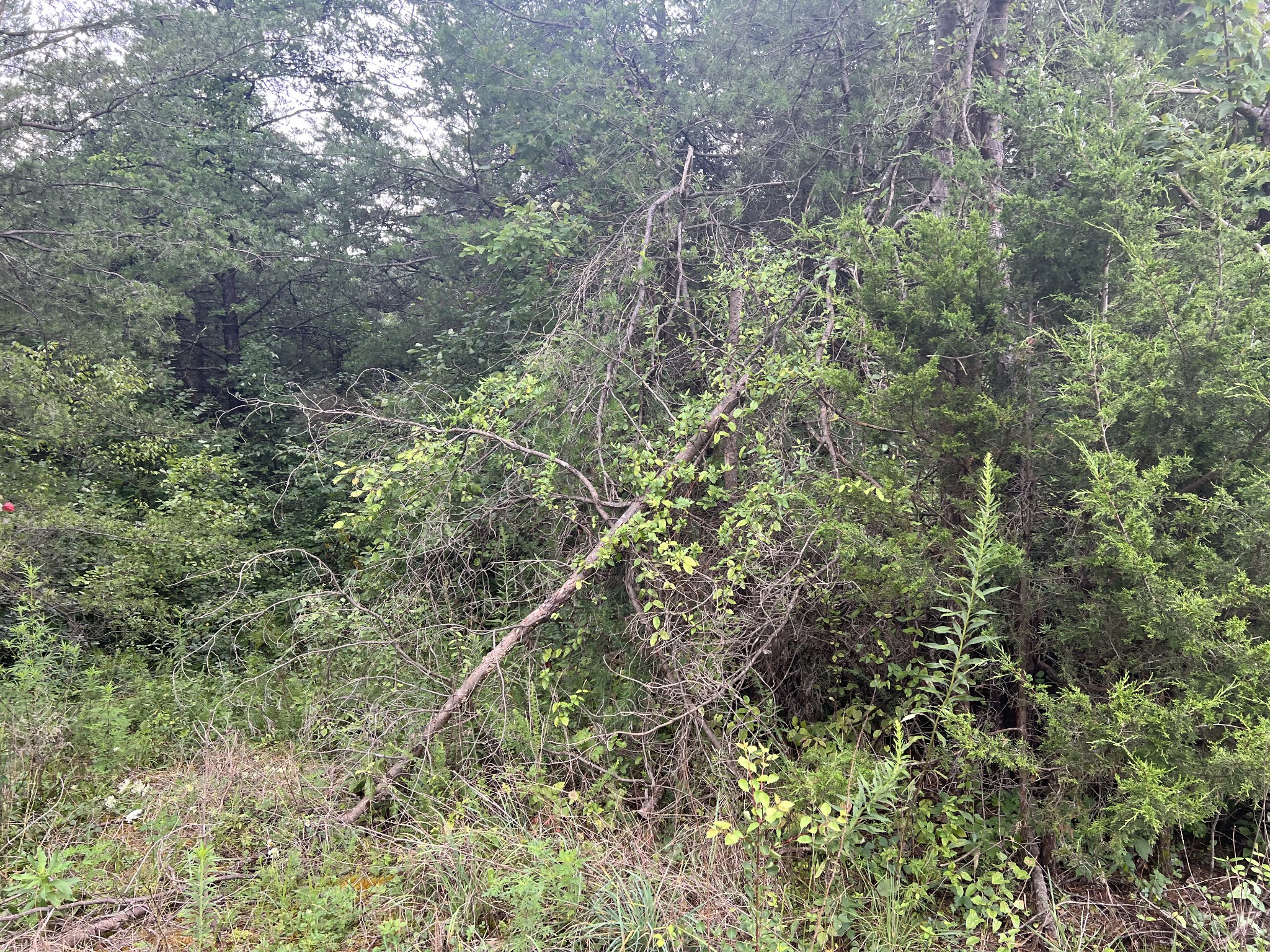 0 Coal Road Property Photo 8
