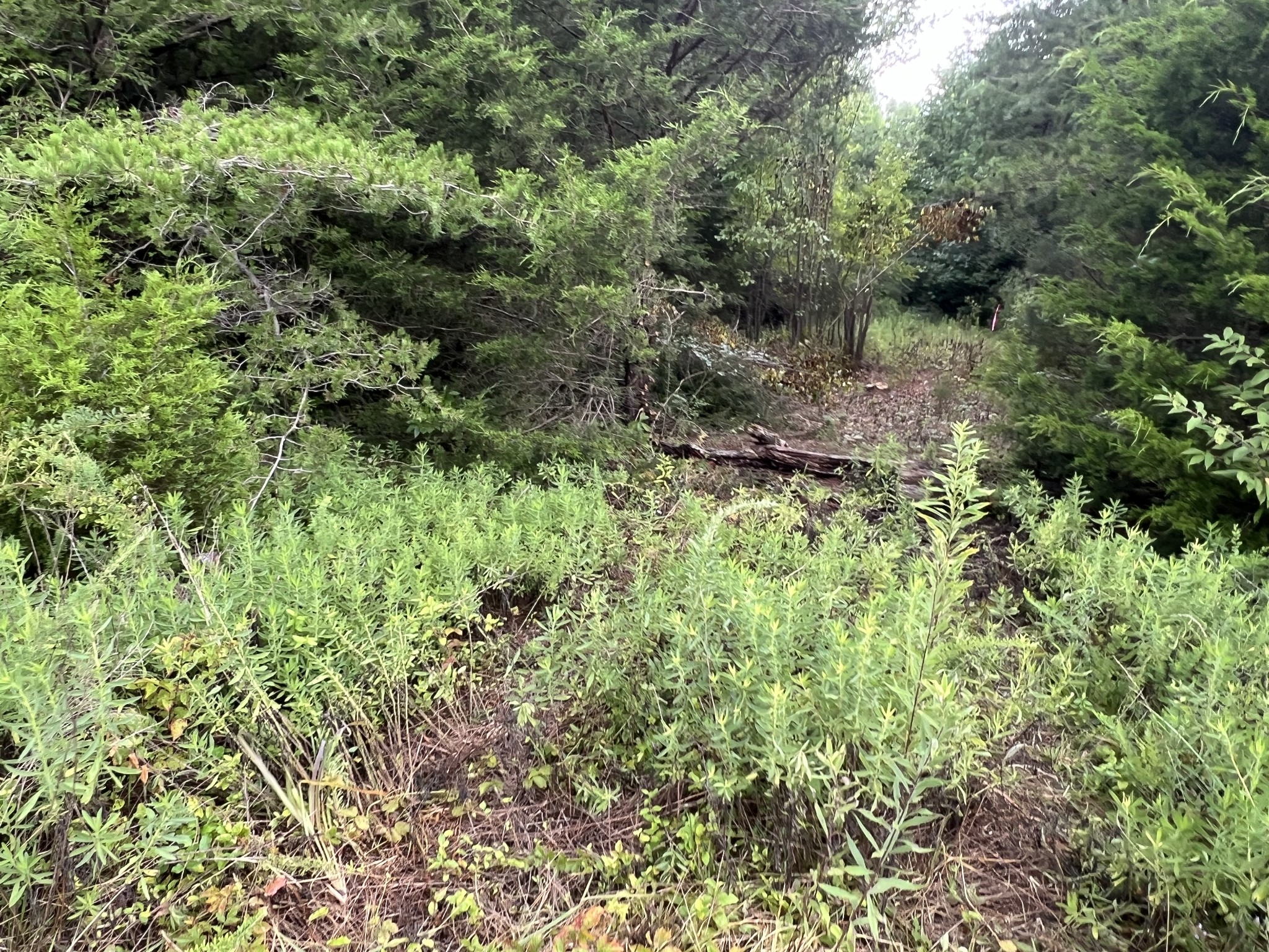 0 Coal Road Property Photo 11