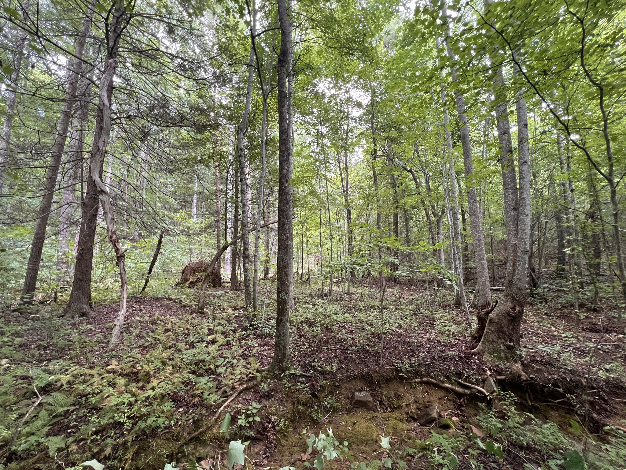 0 Douglas Lane Property Photo 31