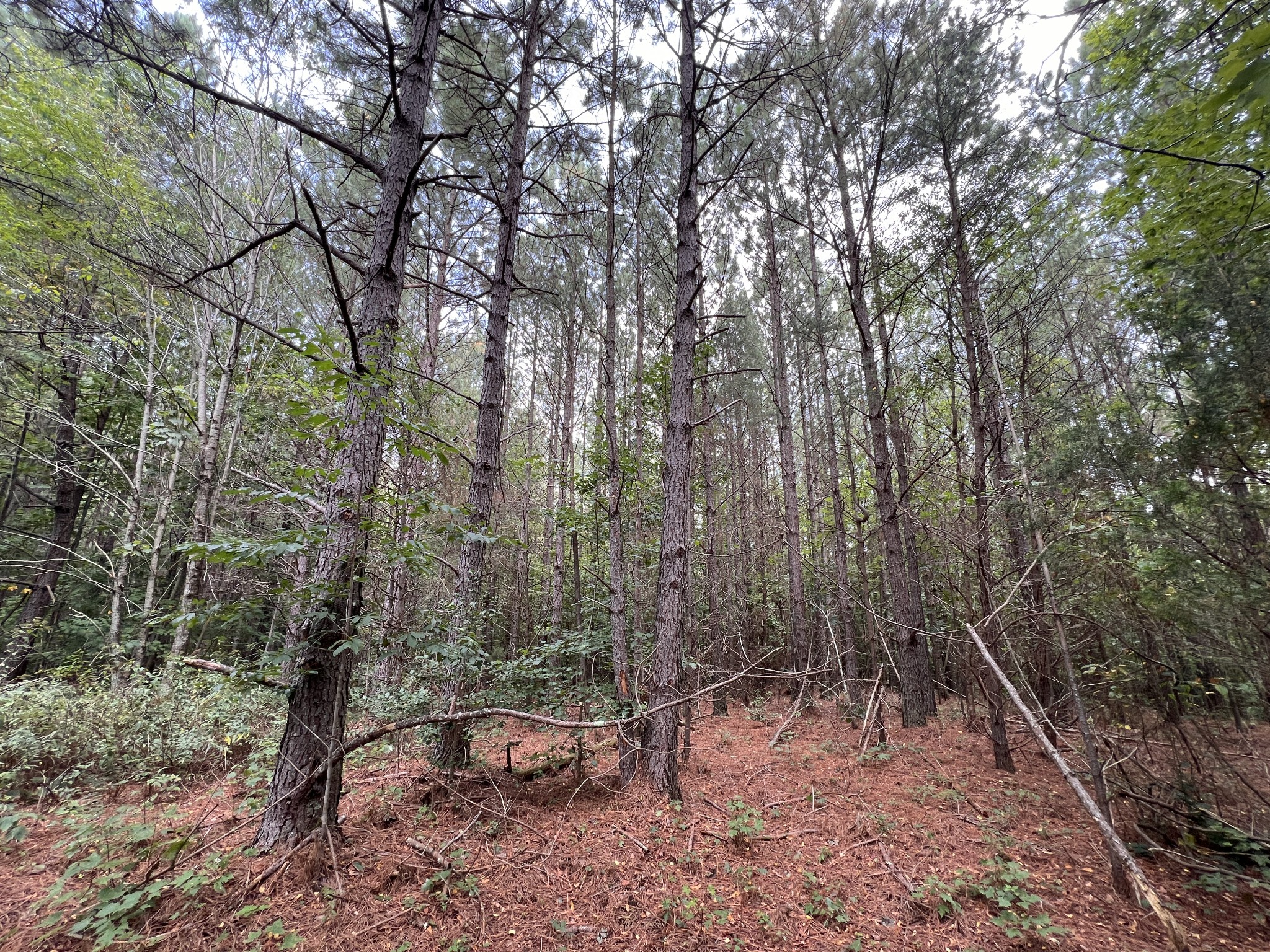 0 Douglas Lane Property Photo 36