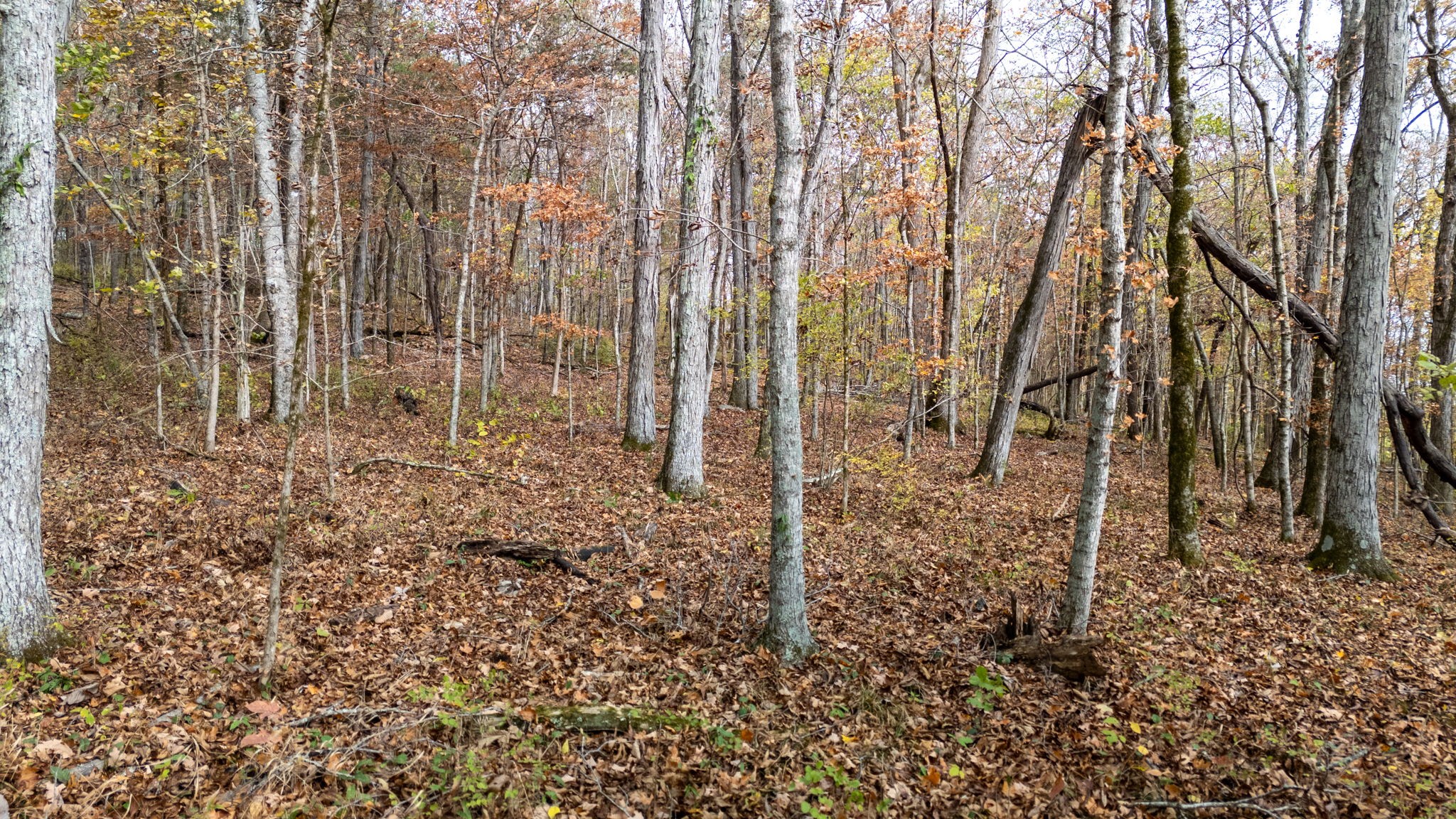 475 Old Elkton Pike Property Photo 5