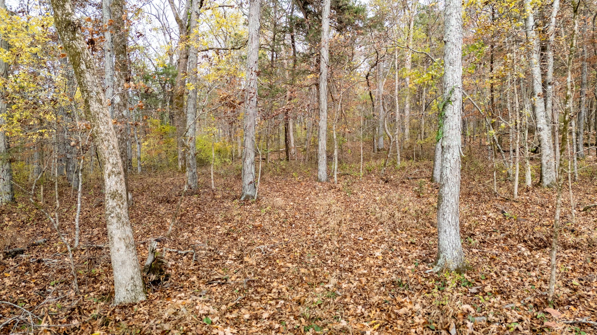 475 Old Elkton Pike Property Photo 9