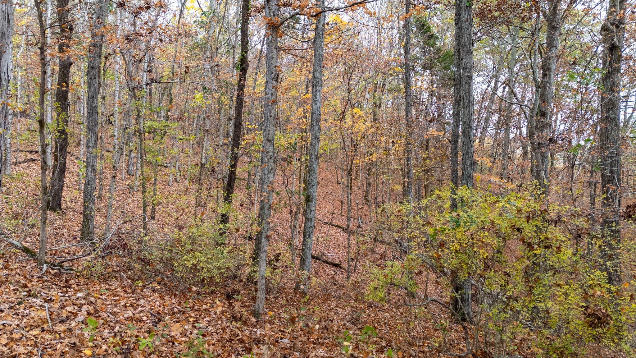 475 Old Elkton Pike Property Photo 10
