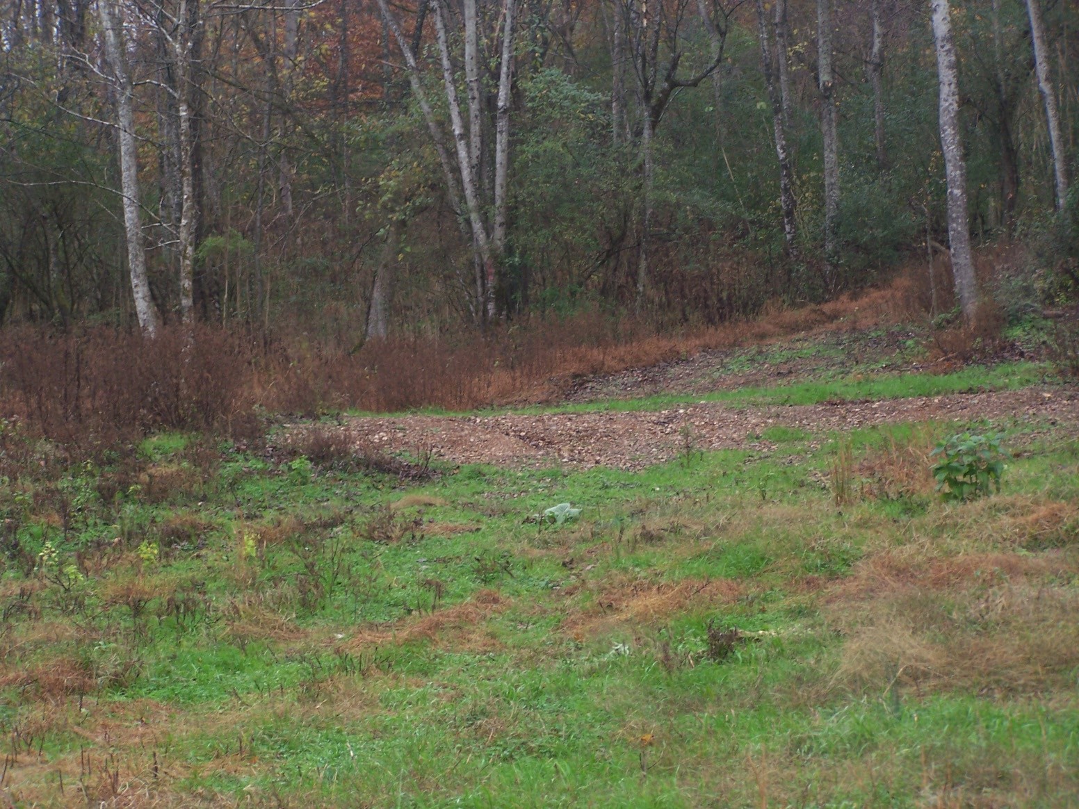 0 Campbellsville Rd Property Photo 11