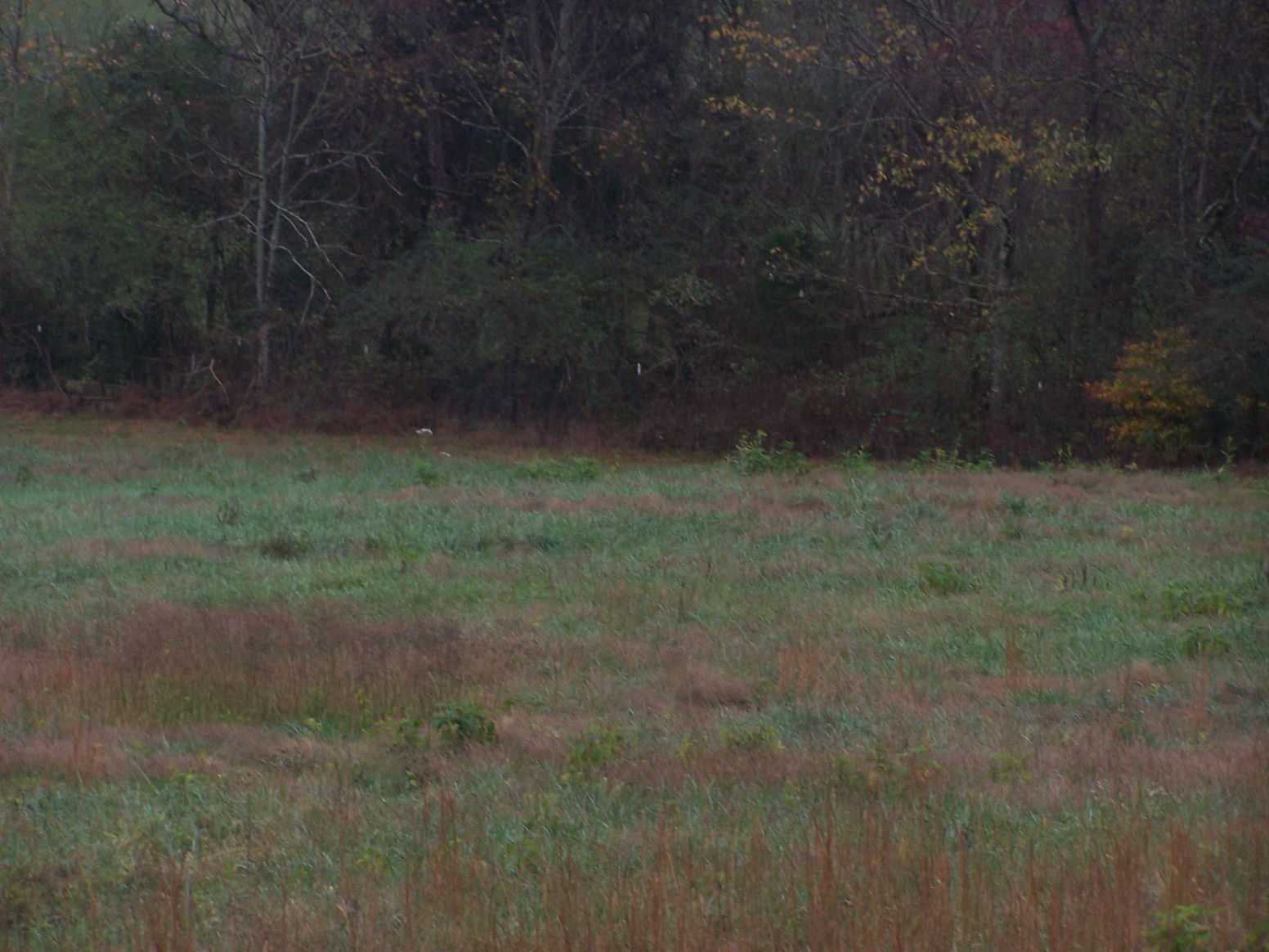 0 Campbellsville Rd Property Photo 16