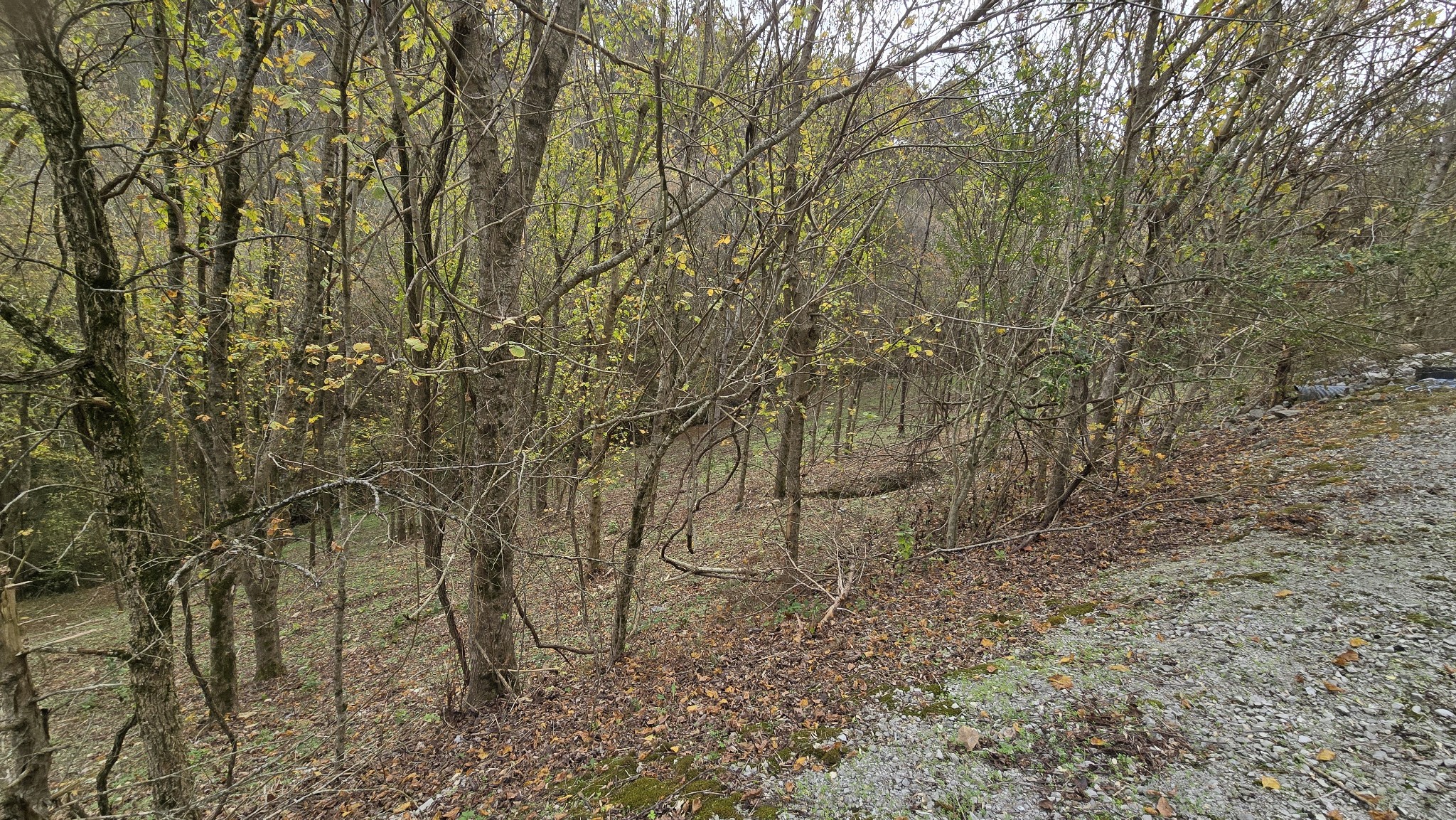 85 Blackberry Ridge Way Property Photo 11