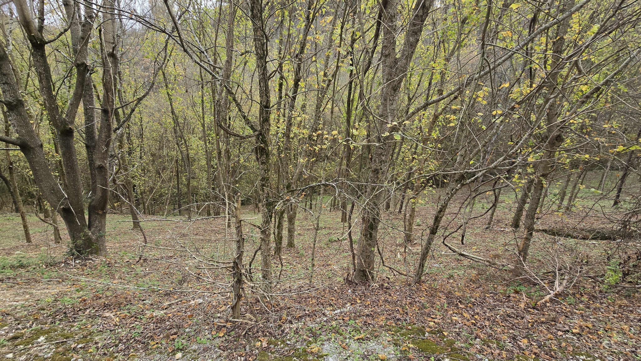 85 Blackberry Ridge Way Property Photo 12