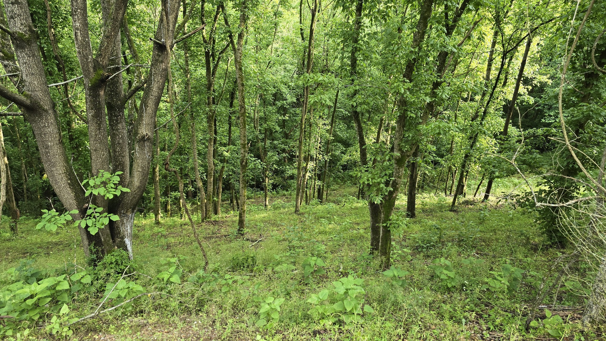86 Blackberry Ridge Way Property Photo 2