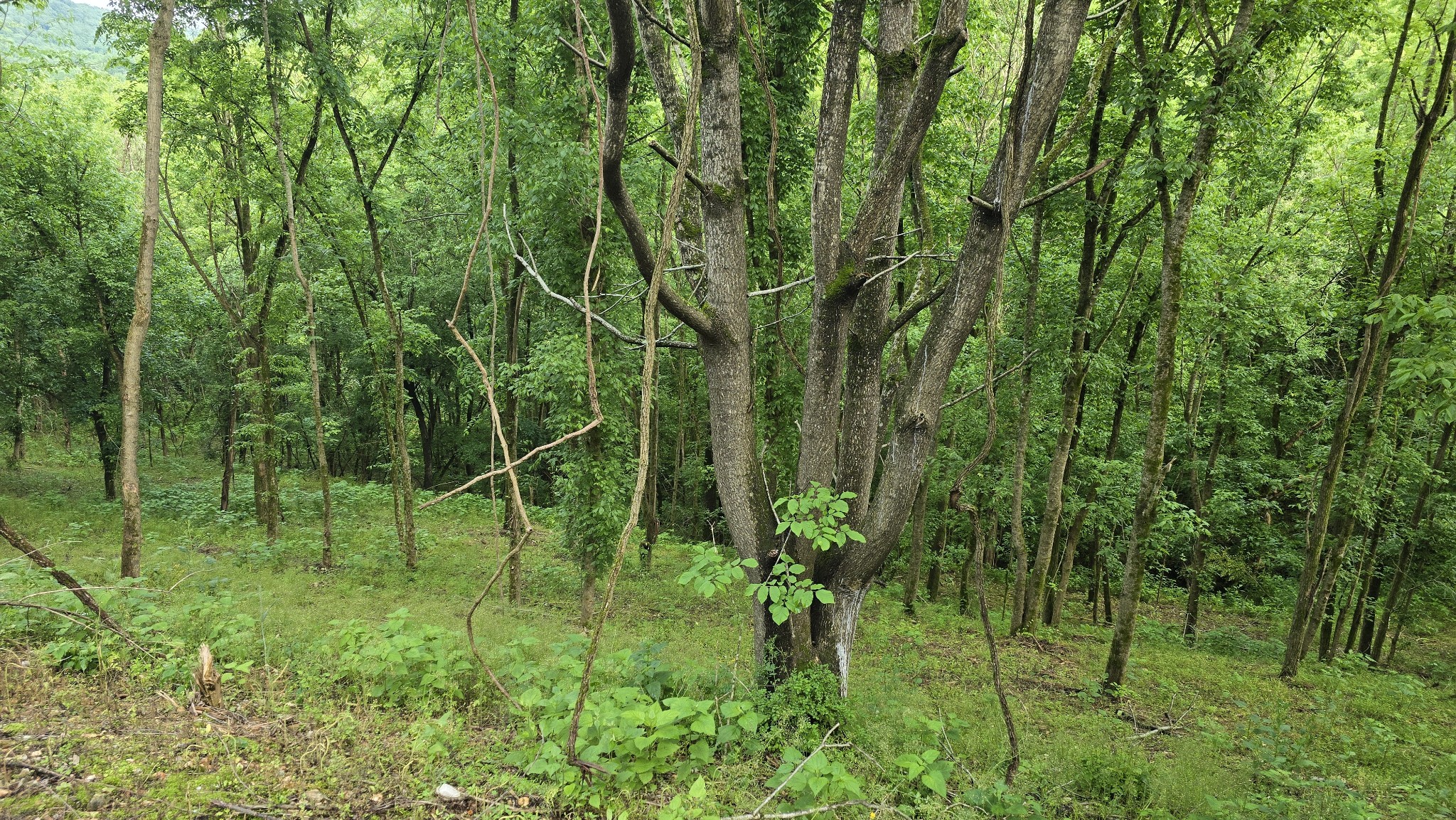 86 Blackberry Ridge Way Property Photo 3