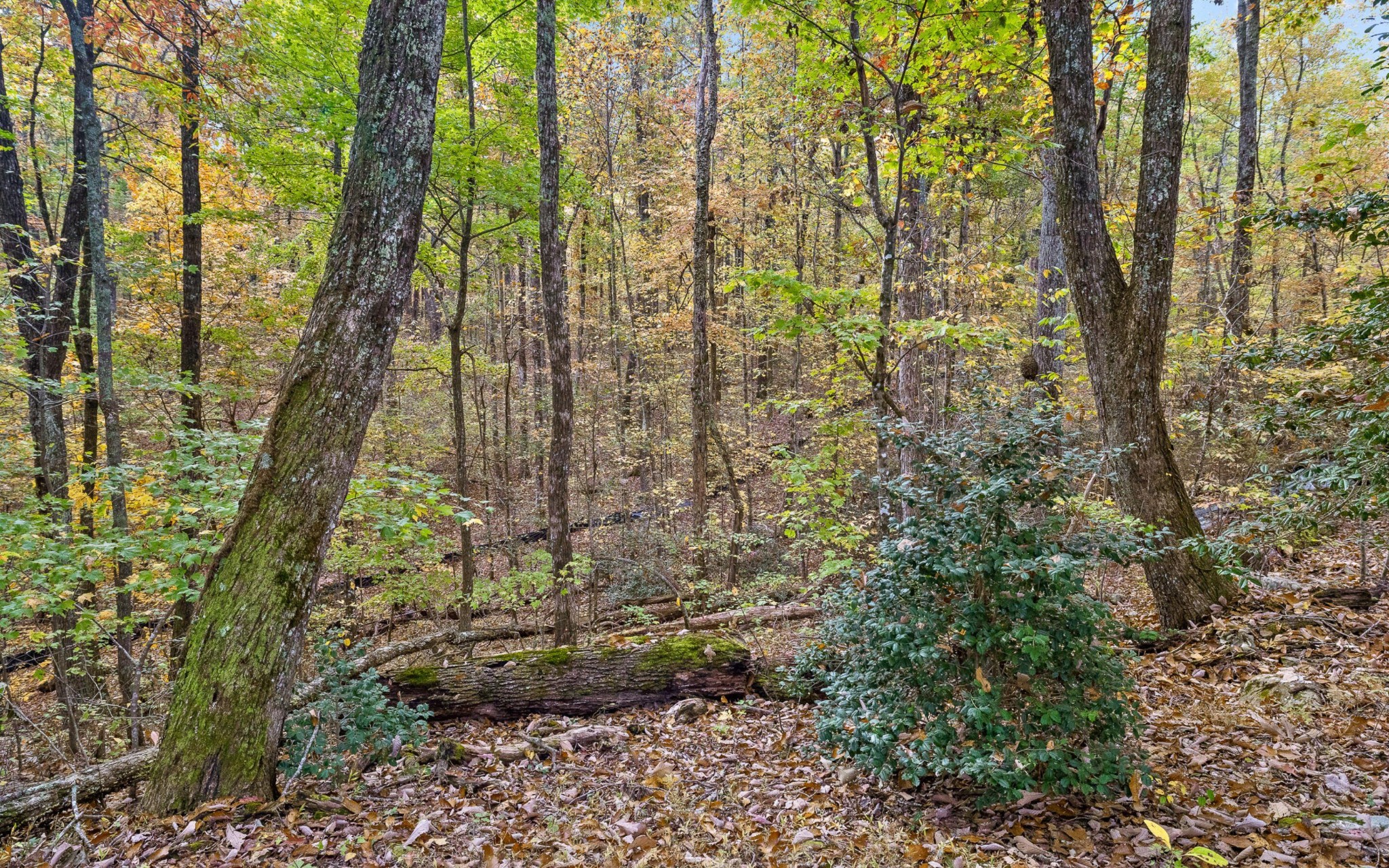 1820 Sawyer Farms Lane Property Photo 18