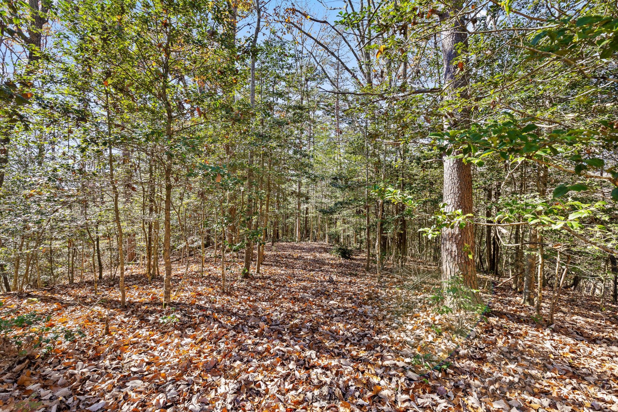 1813 Vandergriff Road Property Photo 13