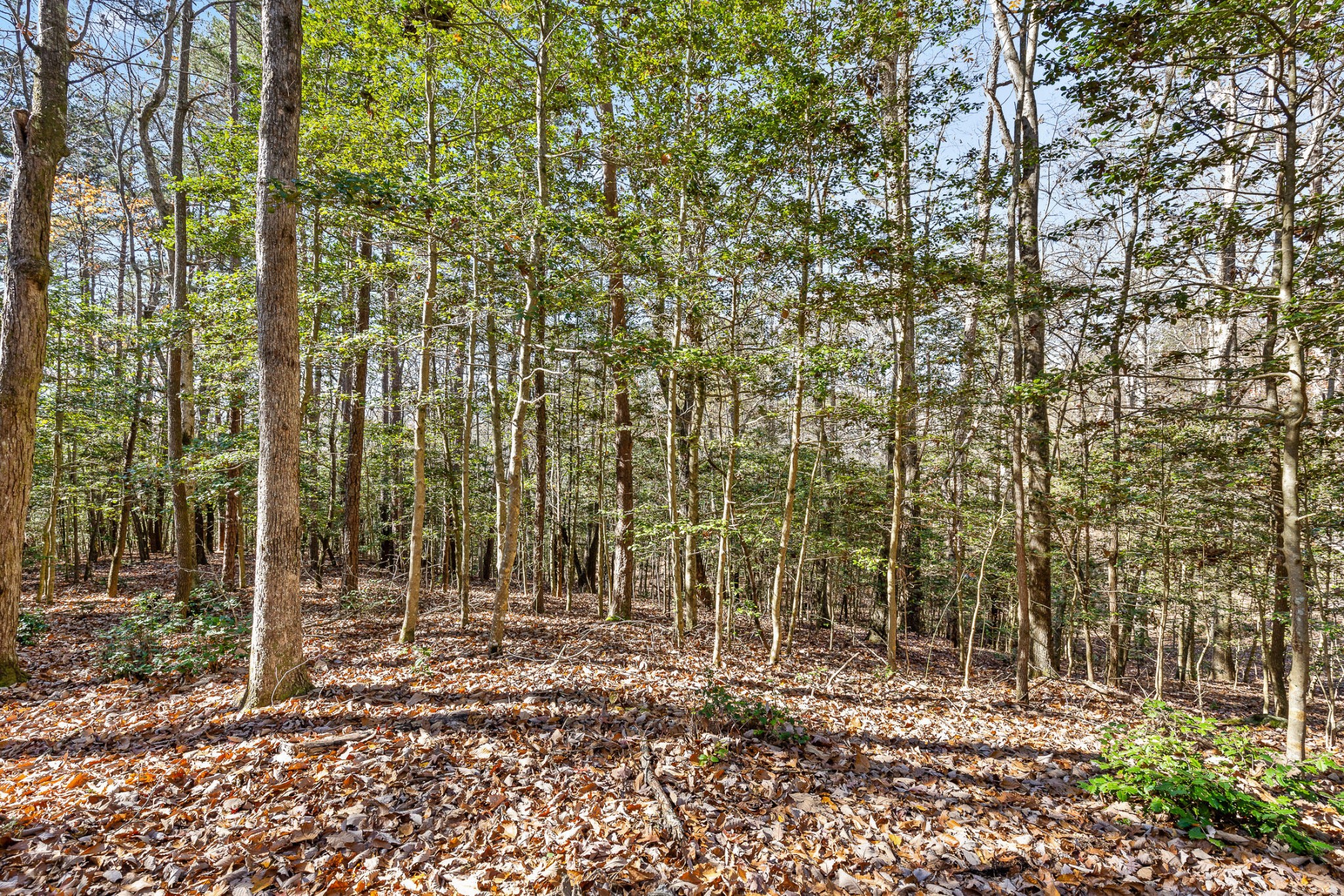 1813 Vandergriff Road Property Photo 14