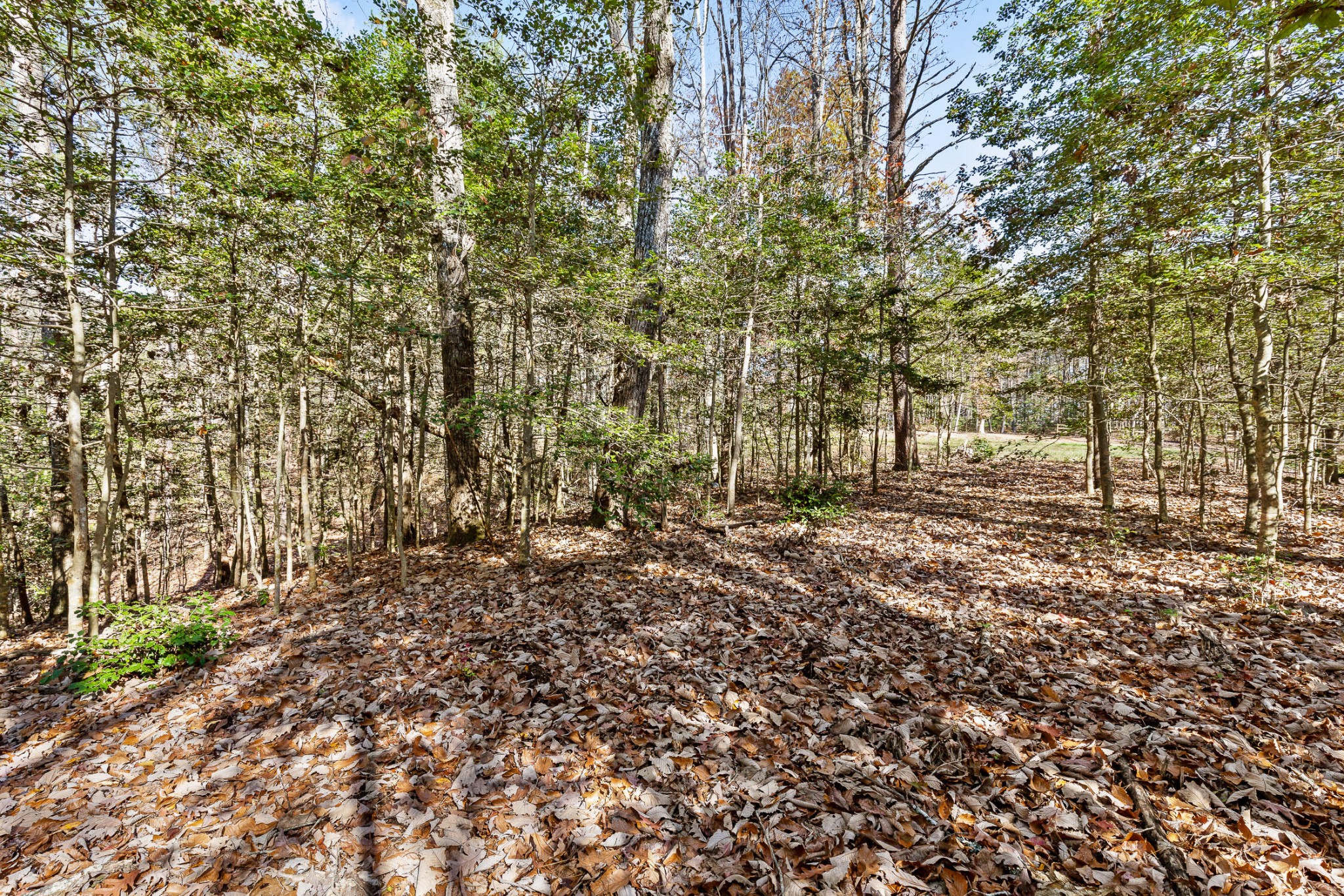 1813 Vandergriff Road Property Photo 15