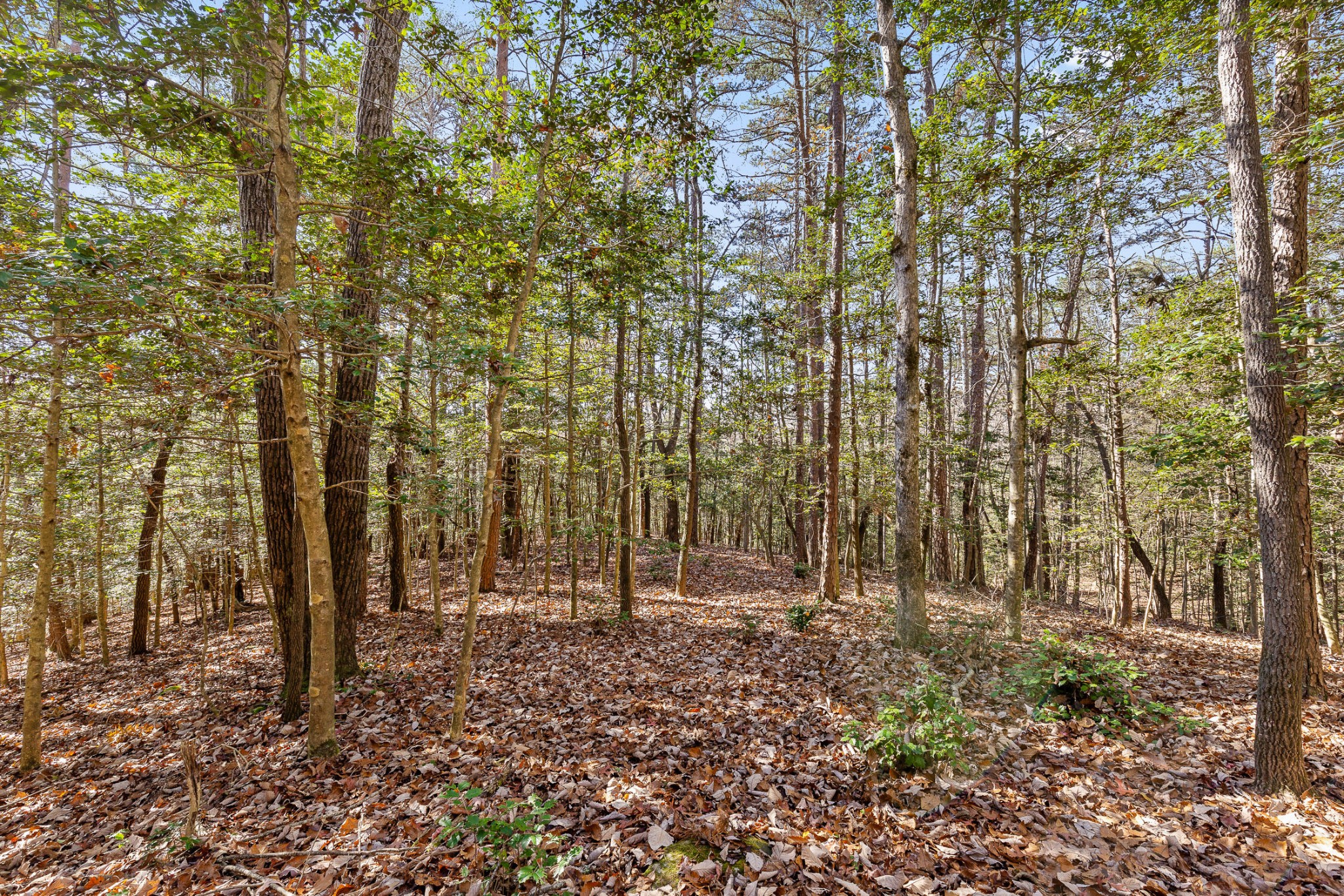 1813 Vandergriff Road Property Photo 16