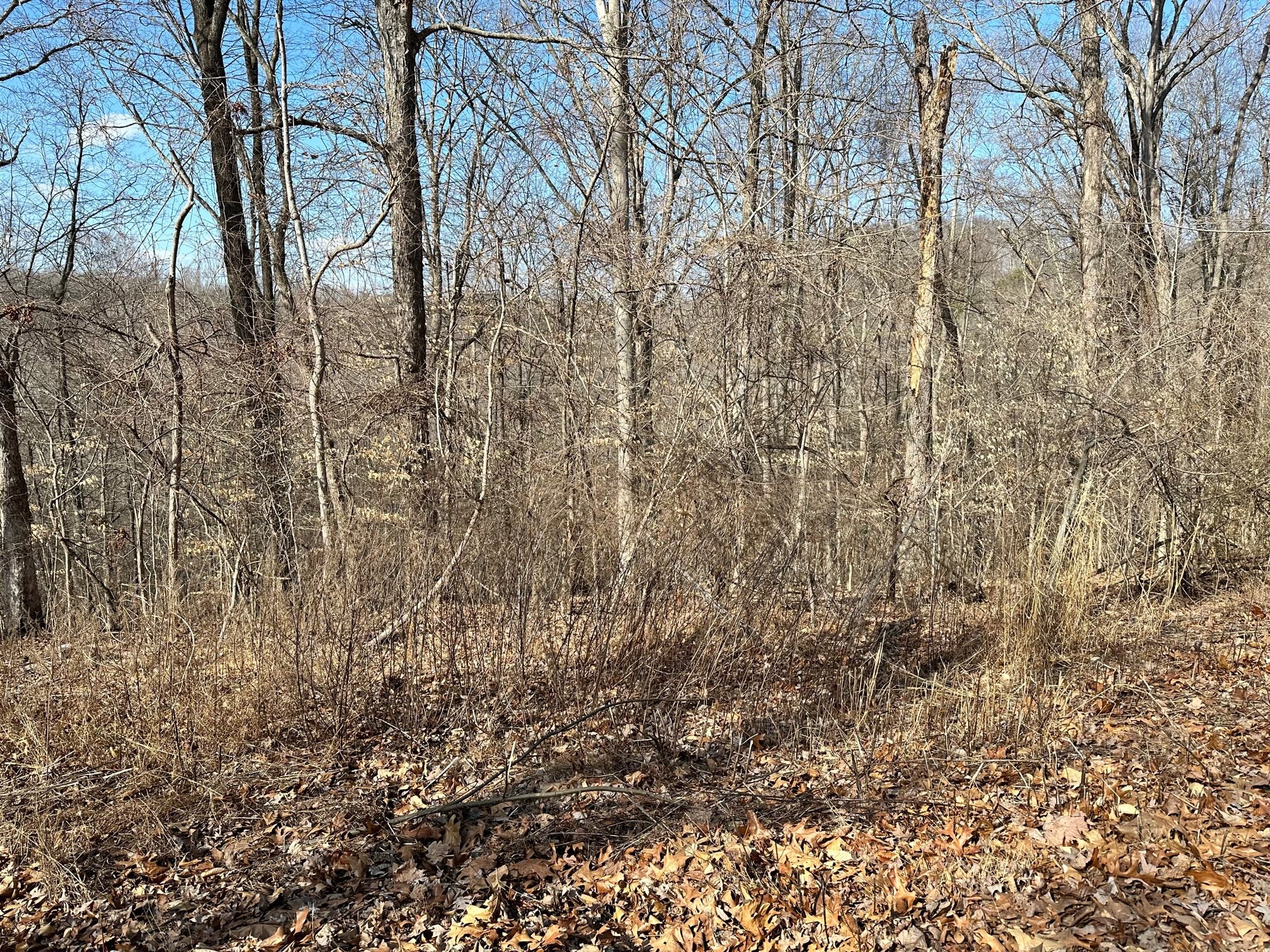 0 Woodland Dr Property Photo 2