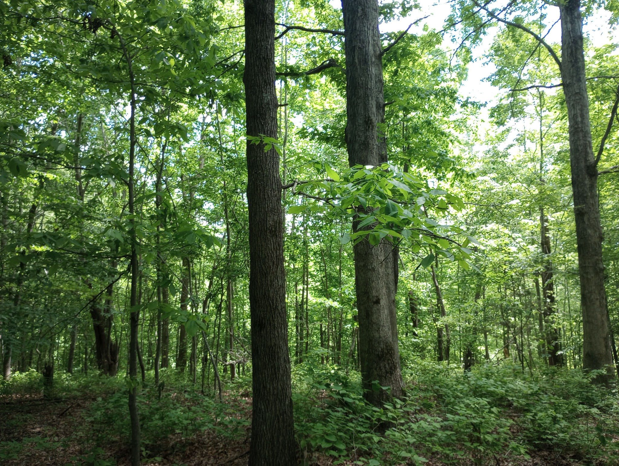 8690 Poplar Creek Rd Property Photo