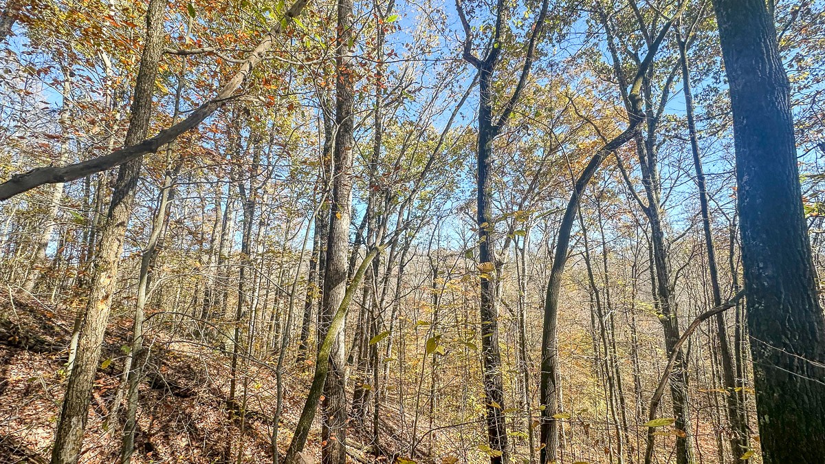 0 Timber Twist Lane Property Photo 18