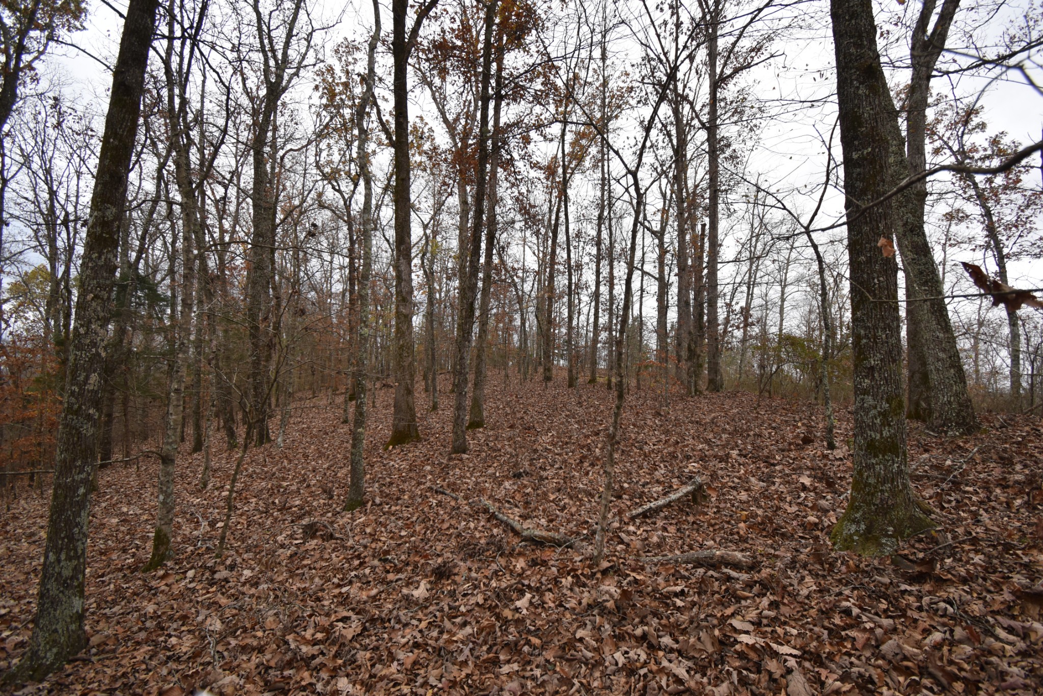 0 Depriest Bend Rd Property Photo 3