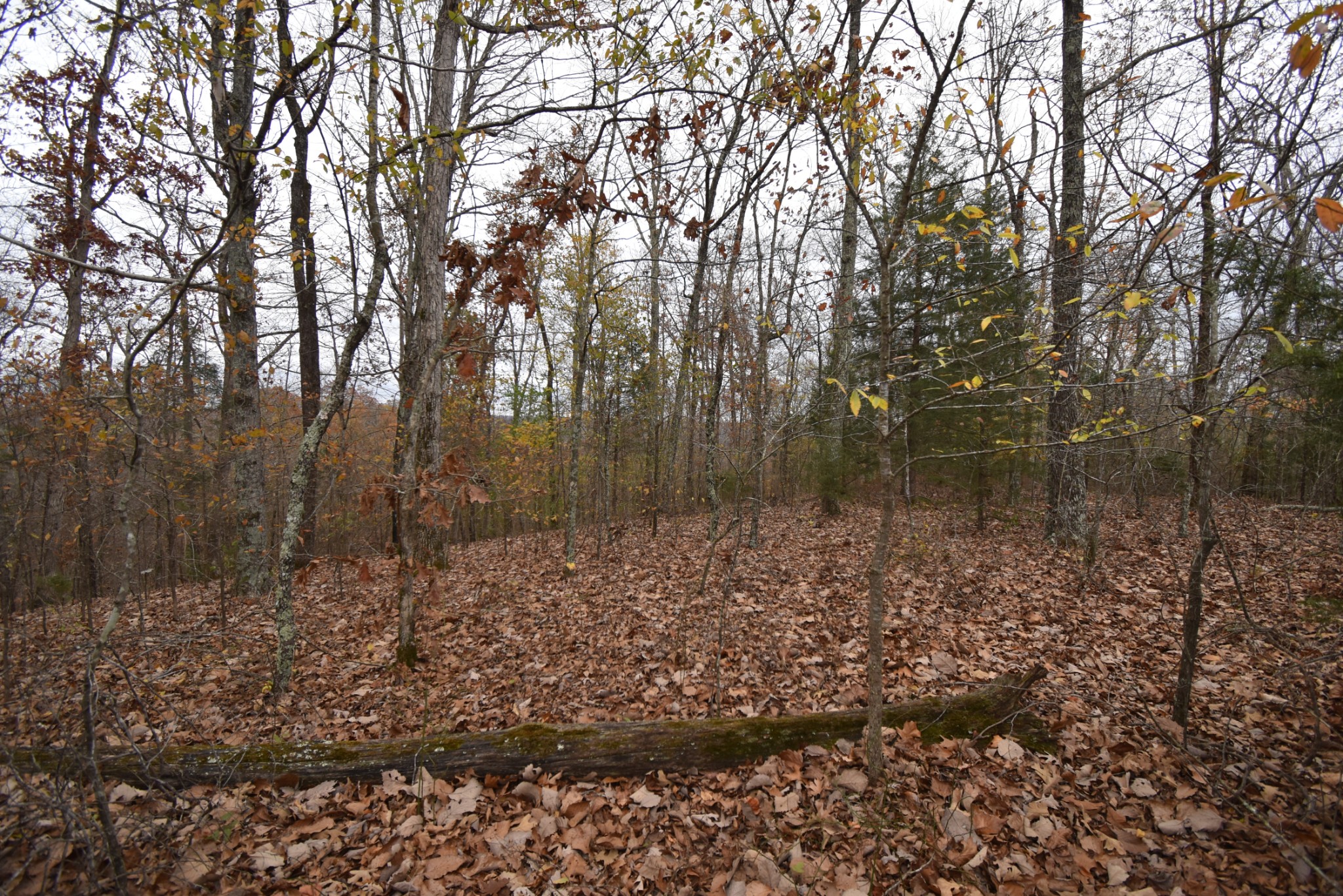 0 Depriest Bend Rd Property Photo 4