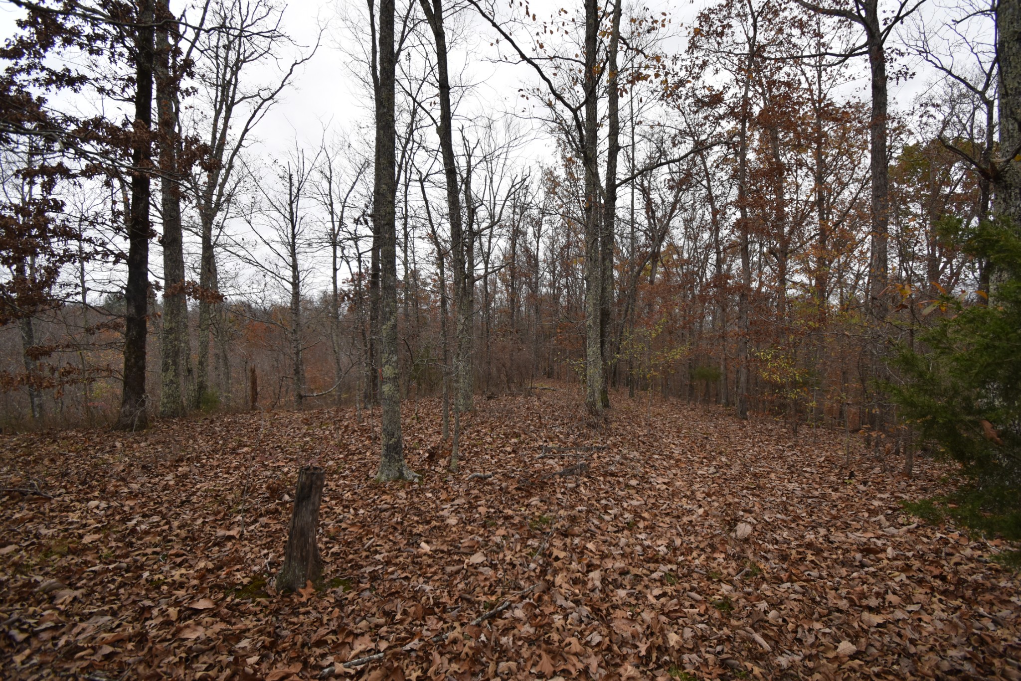 0 Depriest Bend Rd Property Photo 5