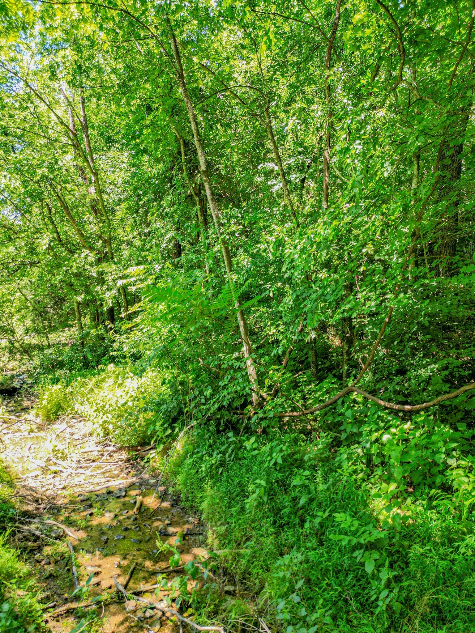804 Ball Hollow Branch Rd Property Photo 38